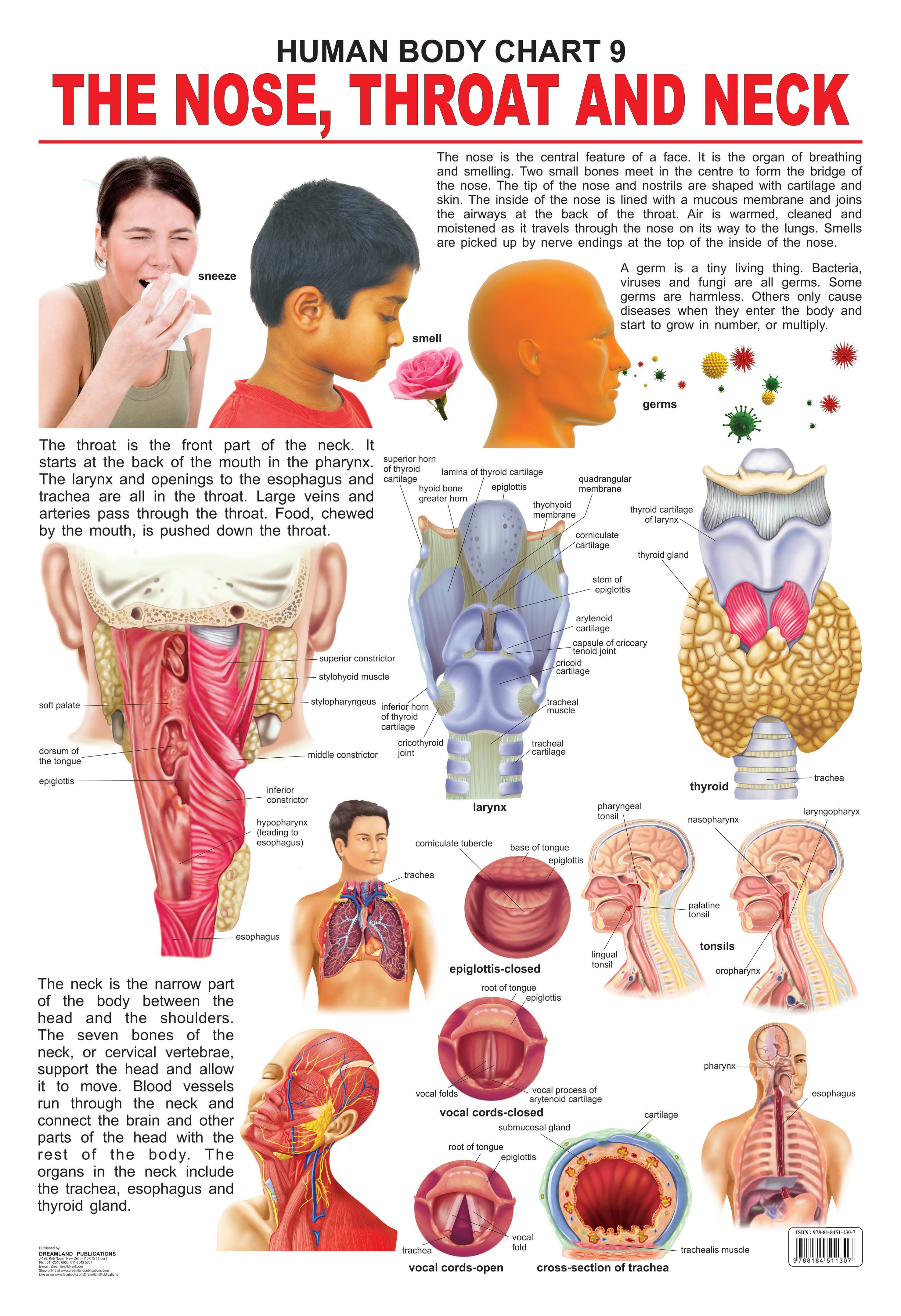 Dreamland Publications Educational Chart for Kids - The Nose, Throat & Neck - Mytrendzcart