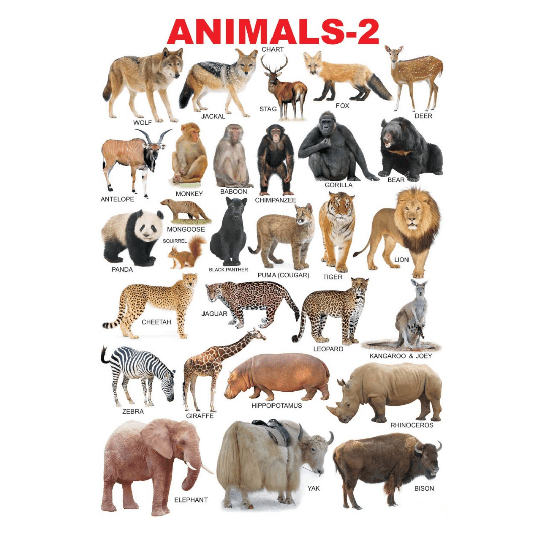 Dreamland Publications Educational Chart for Kids - Animals - 2 - Mytrendzcart