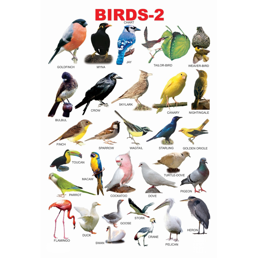 Dreamland Publications Educational Chart for Kids - Birds - 2 - Mytrendzcart