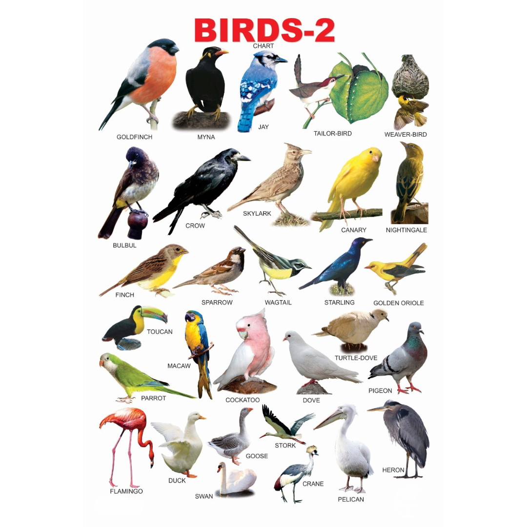 Dreamland Publications Educational Chart for Kids - Birds-2 - Mytrendzcart