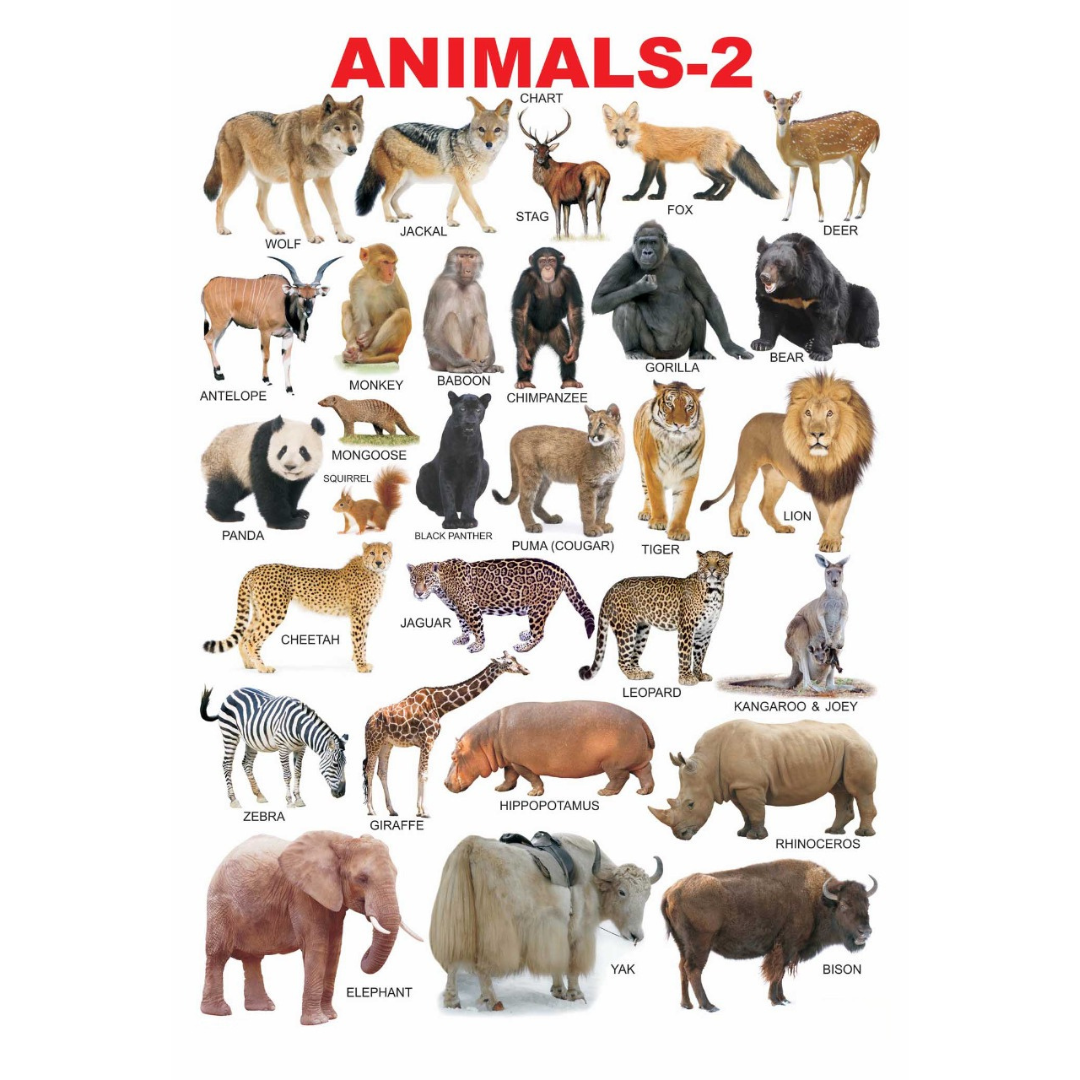 Dreamland Publications Educational Chart for Kids - Animals-2 - Mytrendzcart