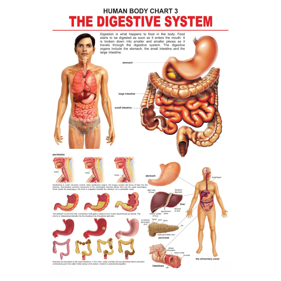 Dreamland Publications Educational Chart for Kids - The Digestive System - Mytrendzcart