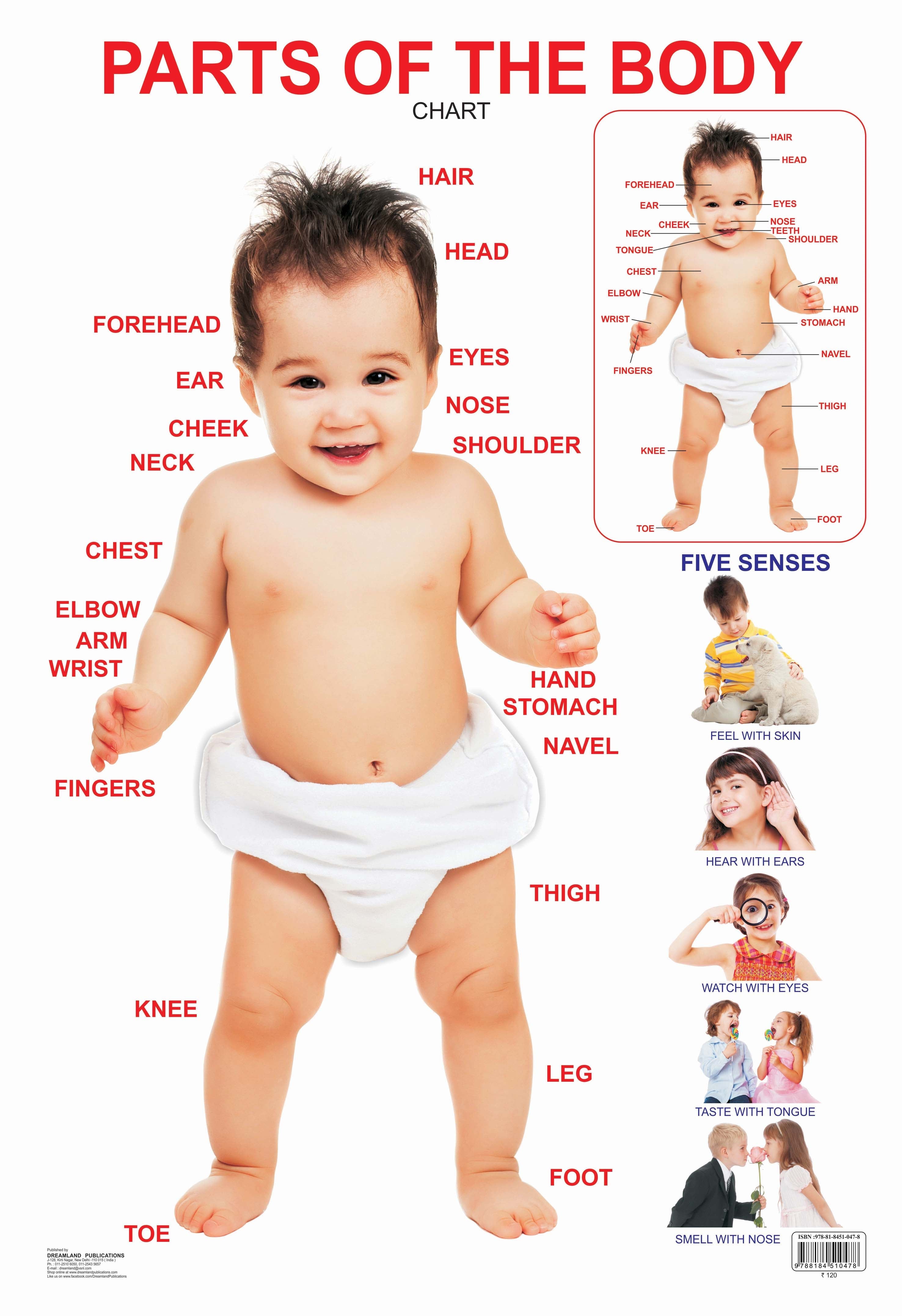 Dreamland Publications Educational Chart for Kids - Parts of The Body - Mytrendzcart