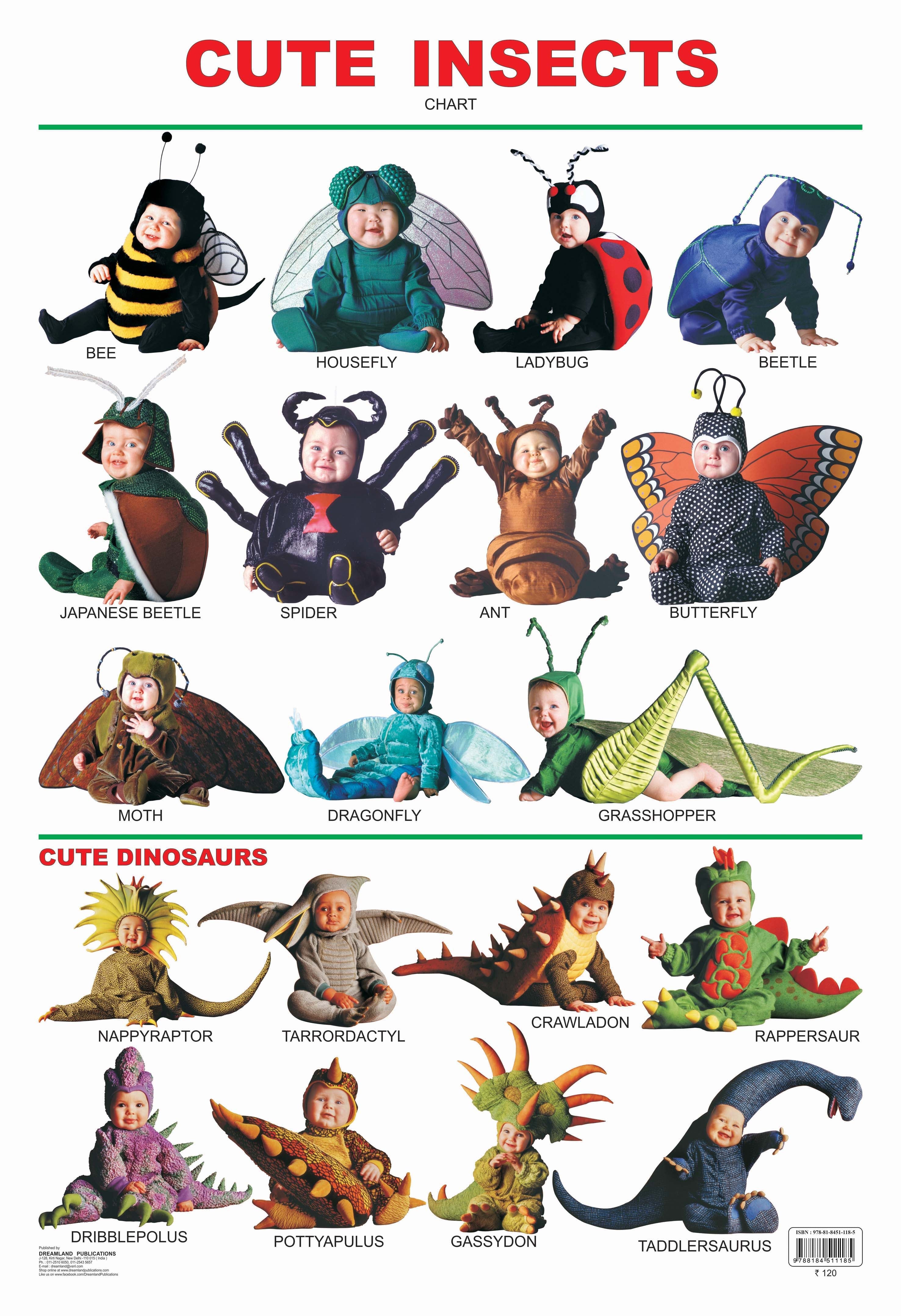 Dreamland Publications Cute Insects : Children Reference Educational Laminated Chart - Mytrendzcart