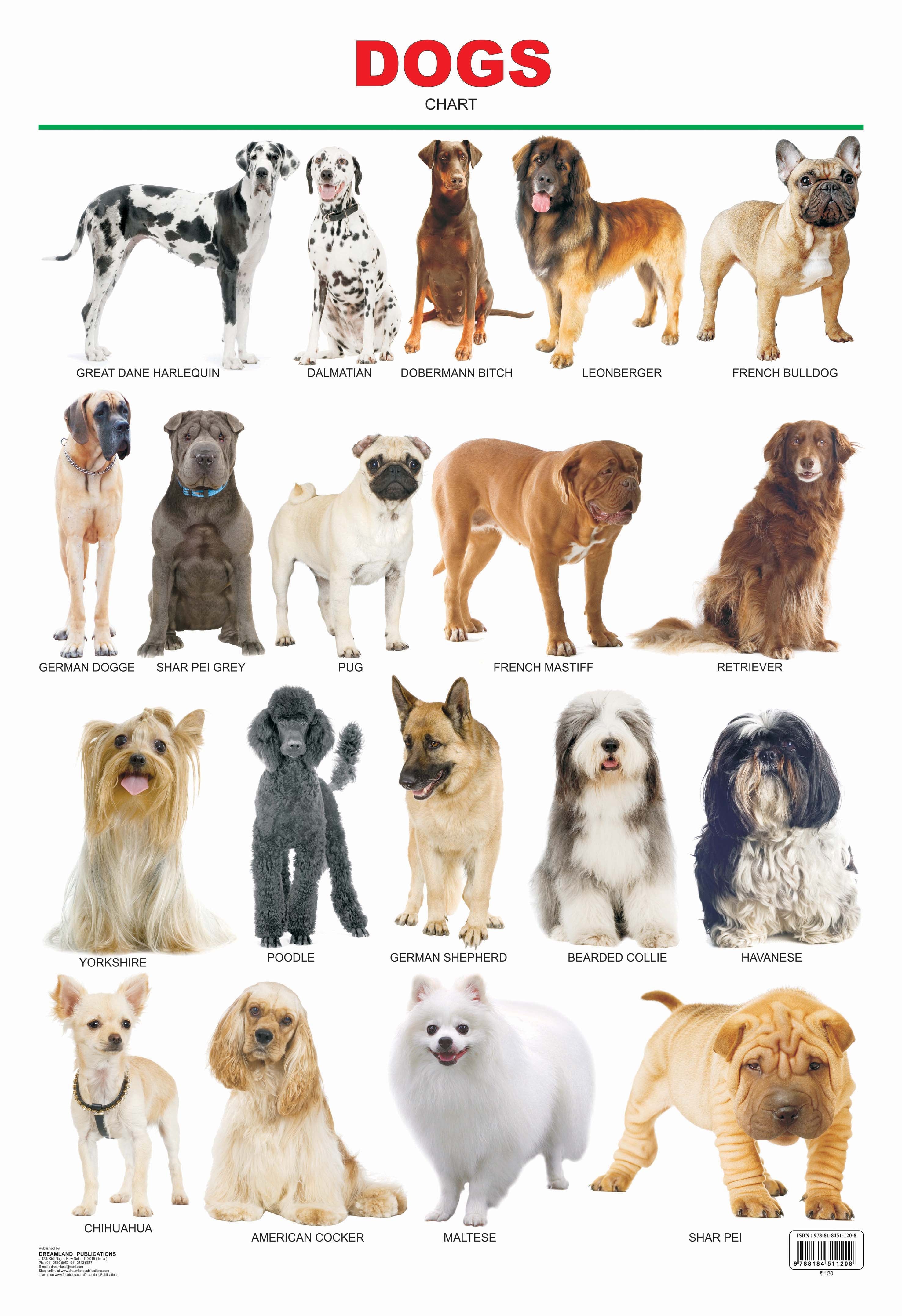 Dreamland Publications Dogs : Children Reference Educational Laminated Chart - Mytrendzcart