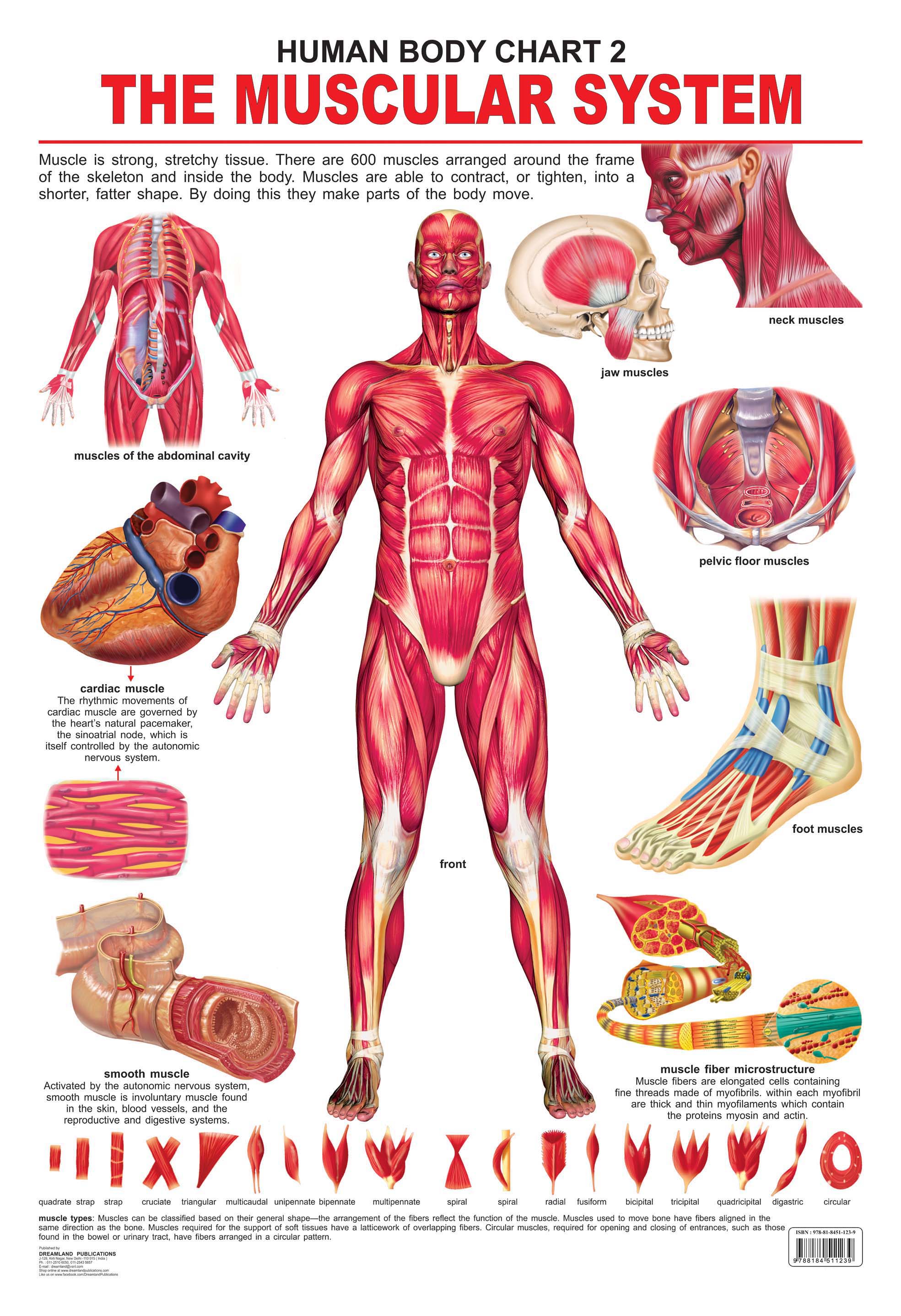 Dreamland Publications Educational Chart for Kids - The Muscular System - Mytrendzcart