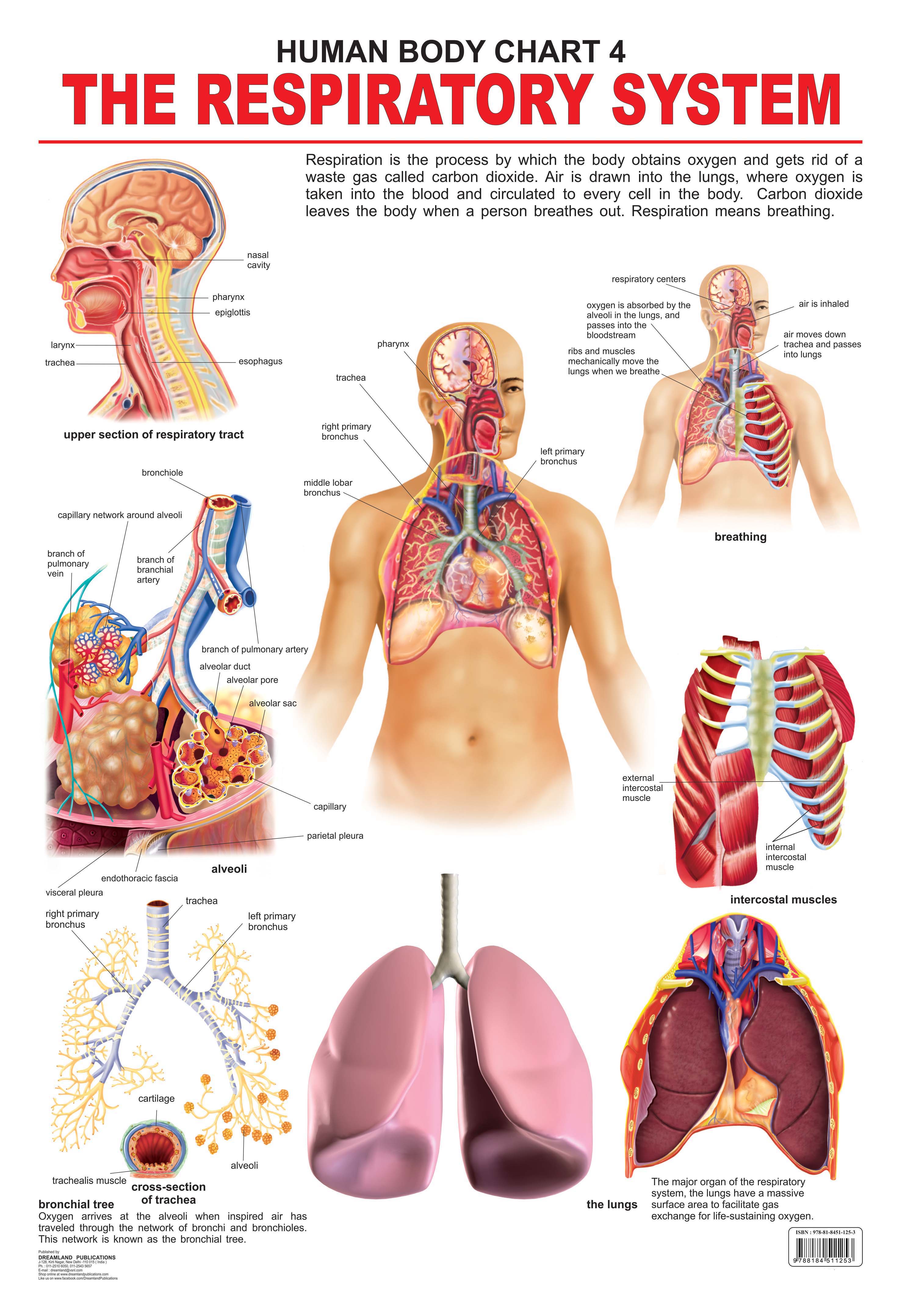 Dreamland Publications Educational Chart for Kids - The Respiratory System - Mytrendzcart