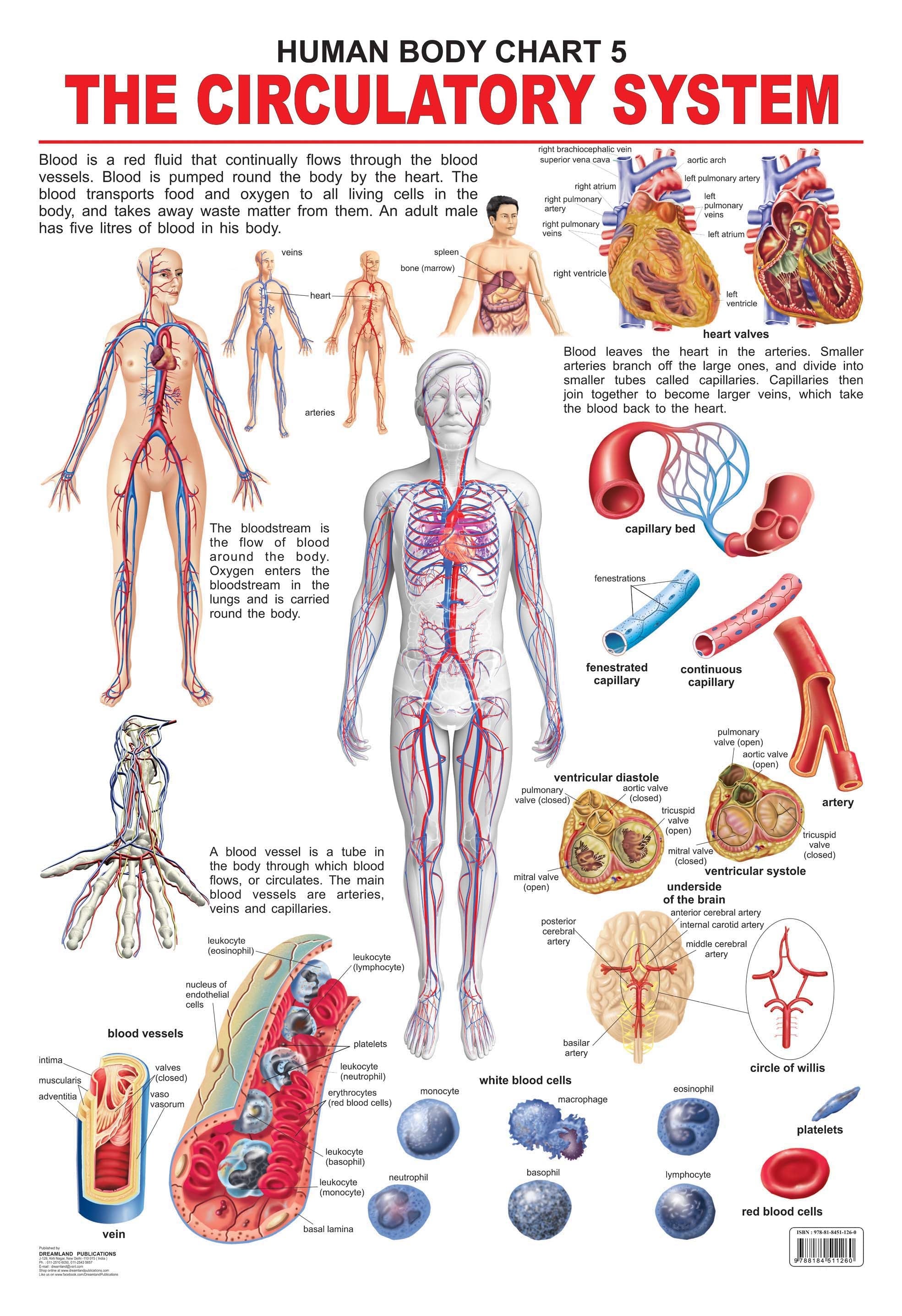 Dreamland Publications Educational Chart for Kids - The Circulatory System - Mytrendzcart