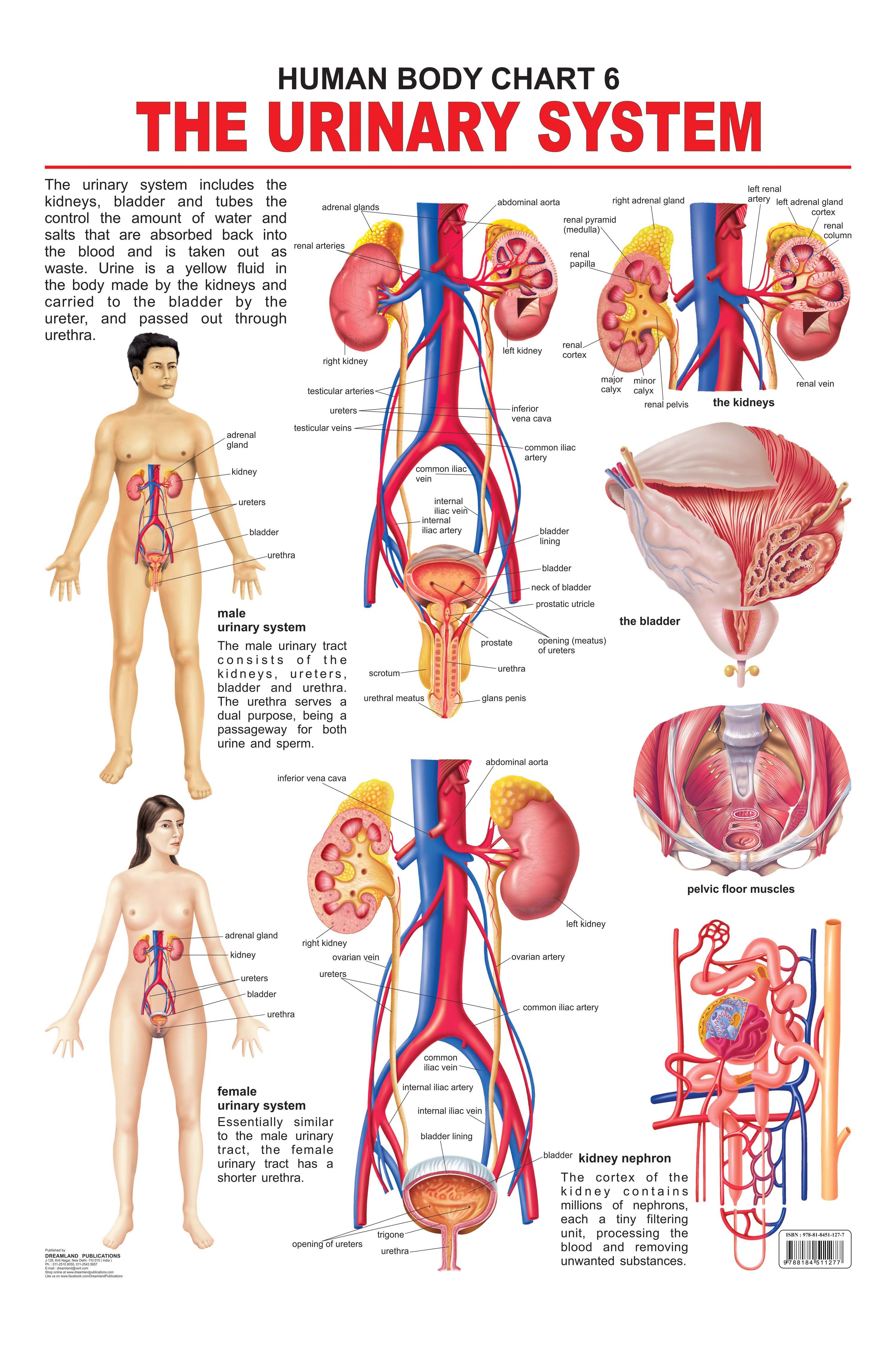 Dreamland Publications Educational Chart for Kids - The Urinary System - Mytrendzcart