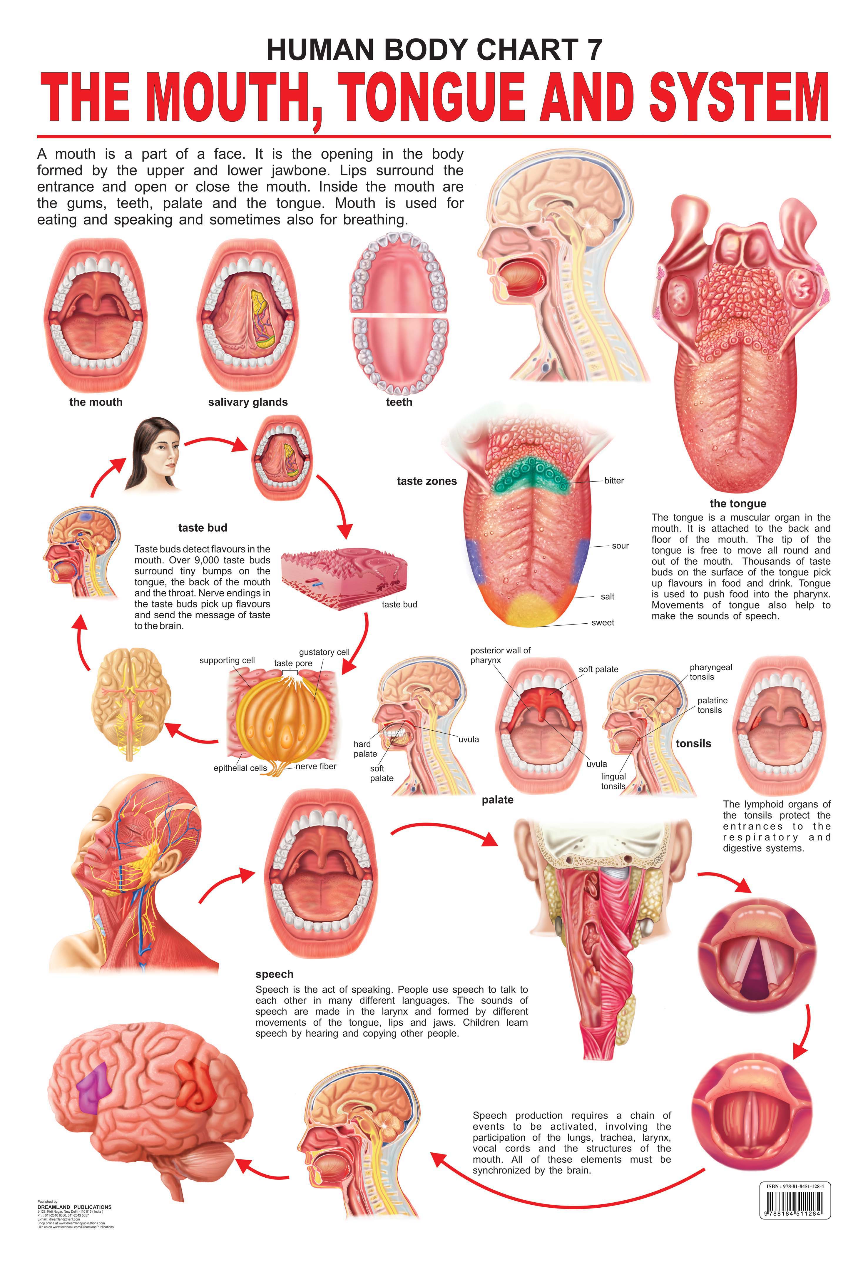 Dreamland Publications Educational Chart for Kids - The Mouth, Tongue & Speech - Mytrendzcart