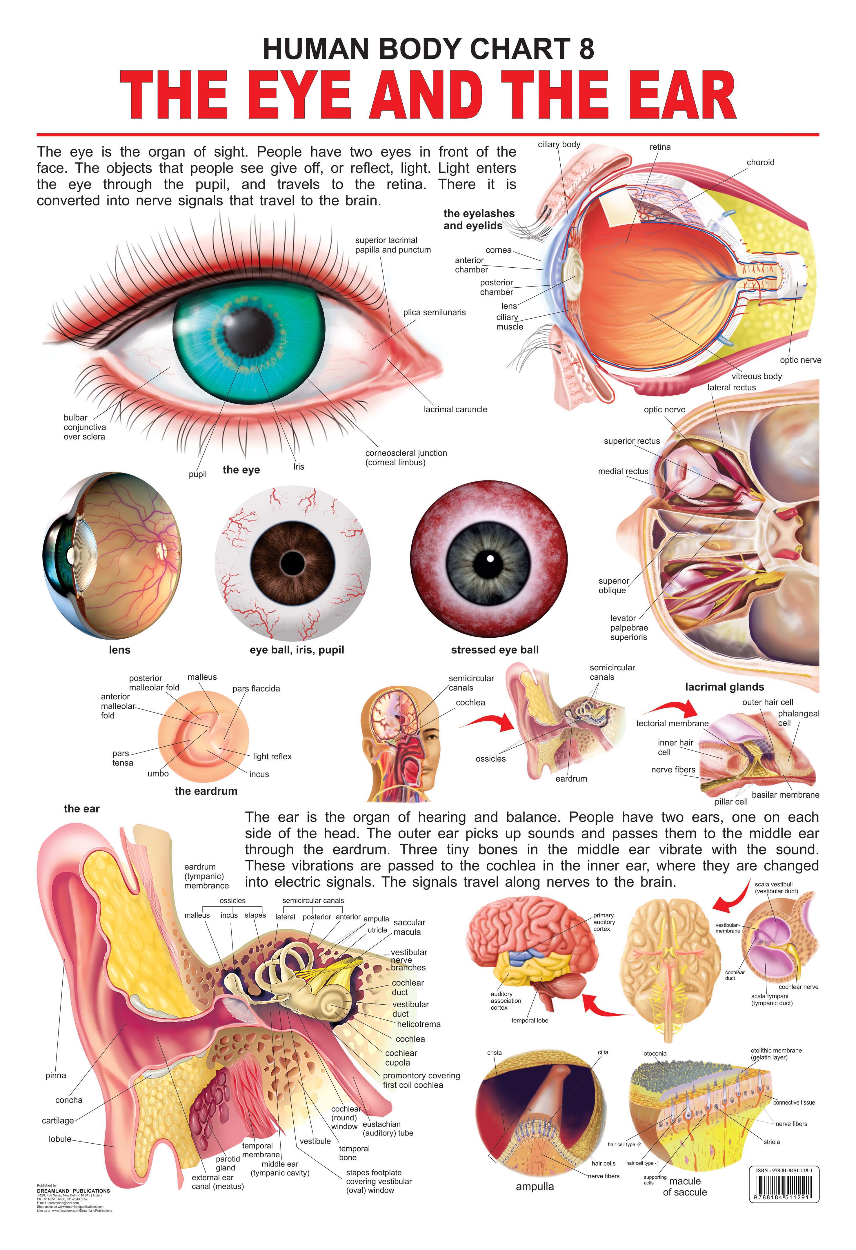 Dreamland Publications The Eye & the Ear : Children Reference Educational Laminated Chart - Mytrendzcart