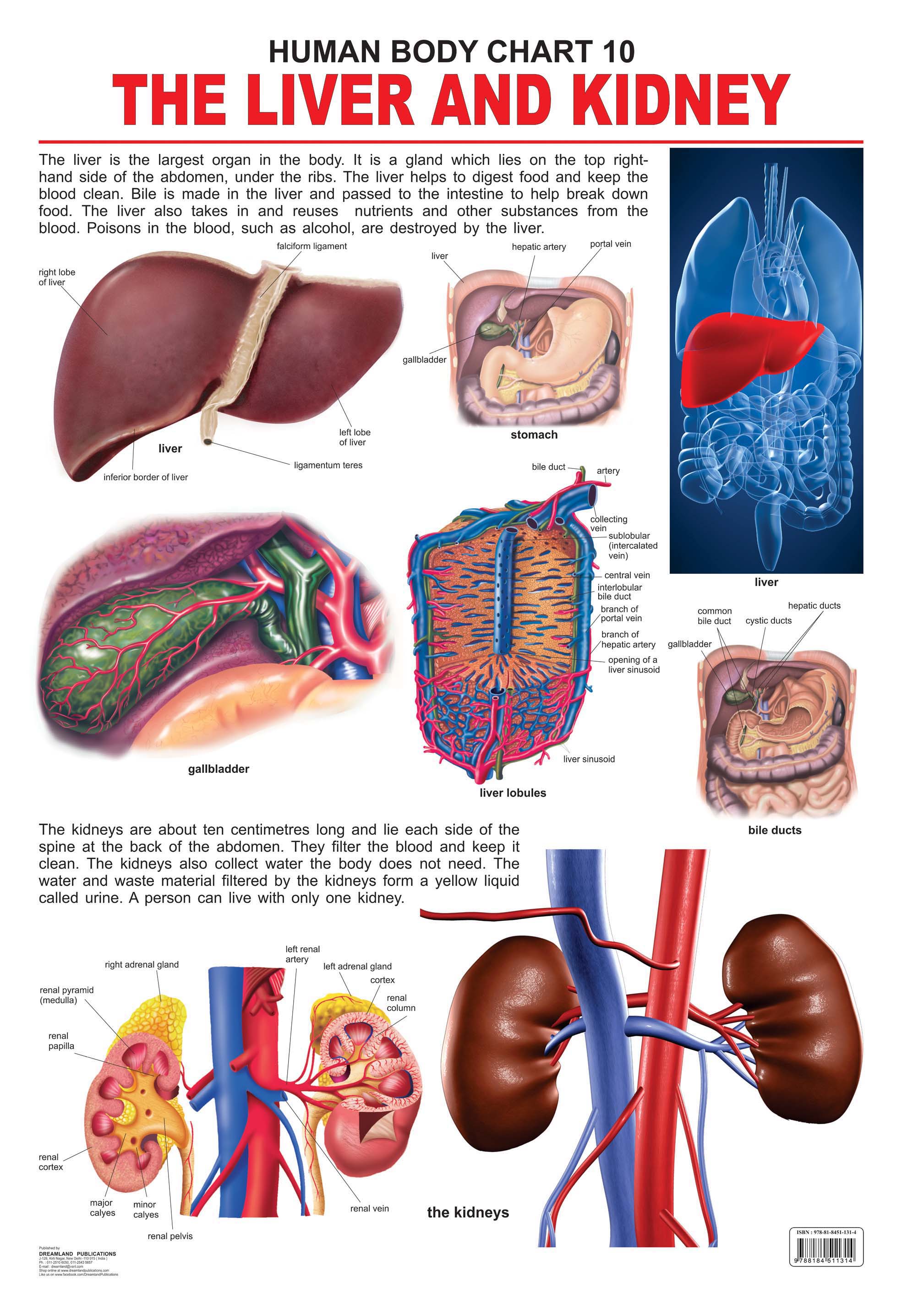 Dreamland Publications Educational Chart for Kids - The Liver & Kidney - Mytrendzcart