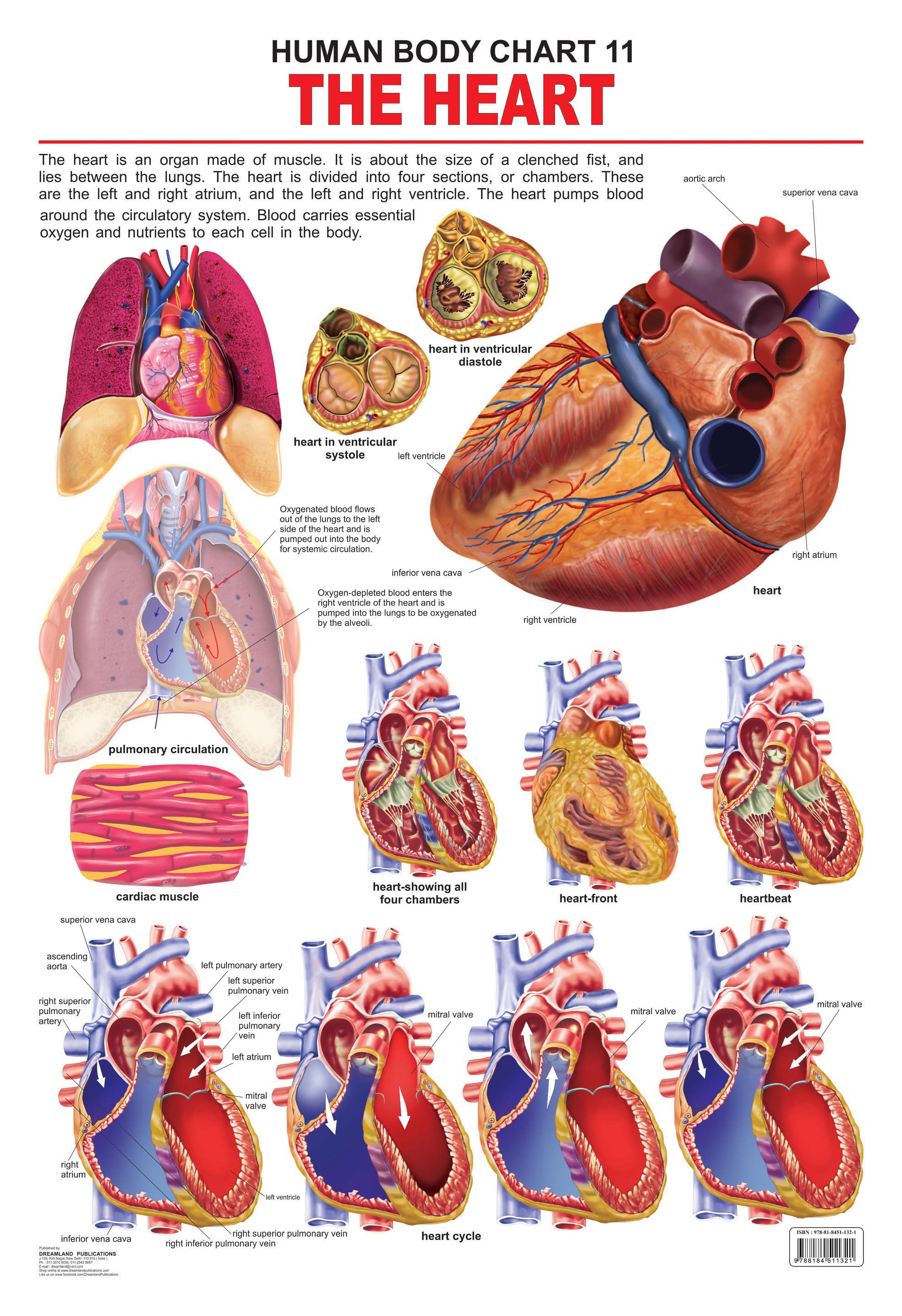 Dreamland Publications Educational Chart for Kids - The Heart - Mytrendzcart