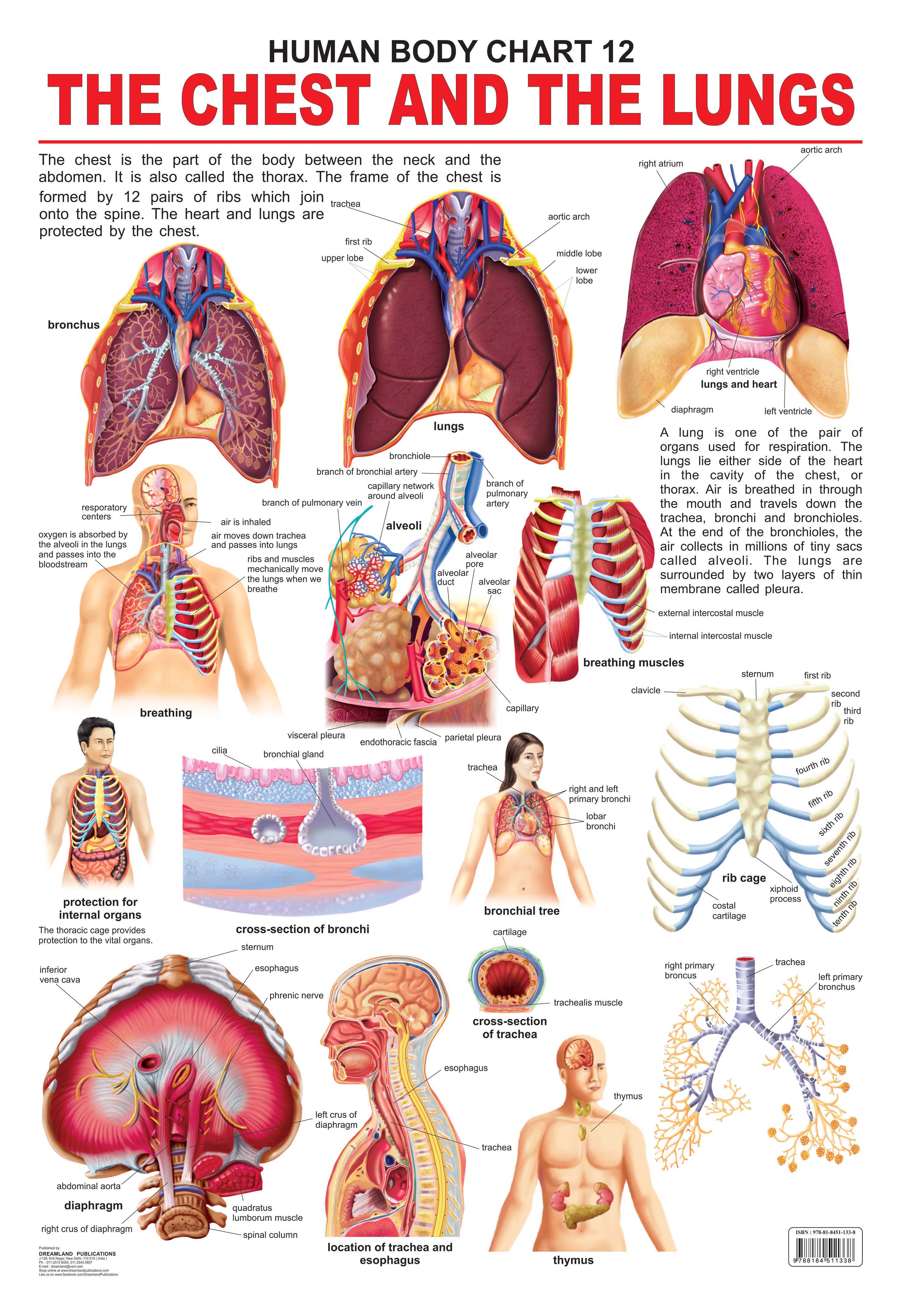 Dreamland Publications The Chest & the Lungs : Children Reference Educational Laminated Chart - Mytrendzcart