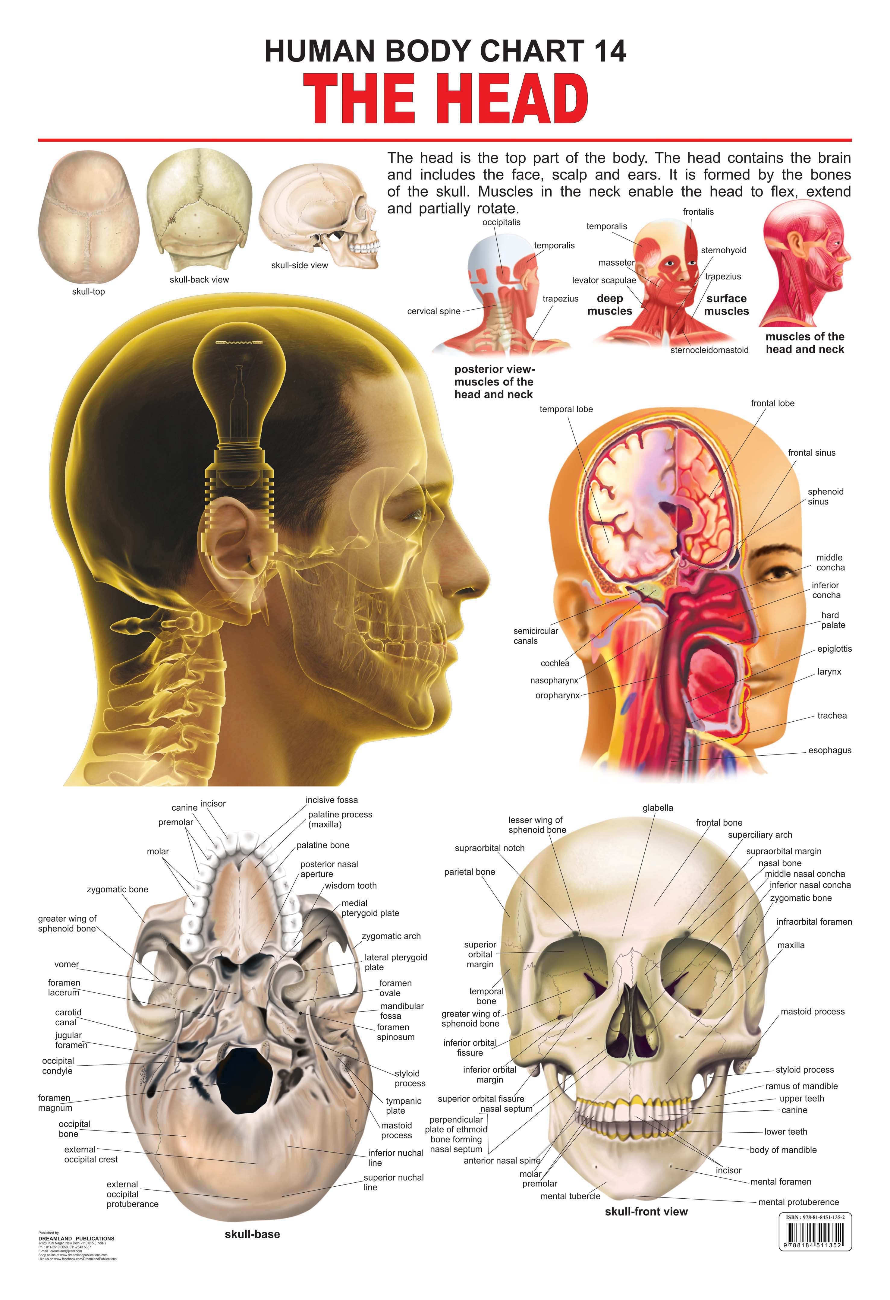 Dreamland Publications Educational Chart for Kids - The Head - Mytrendzcart