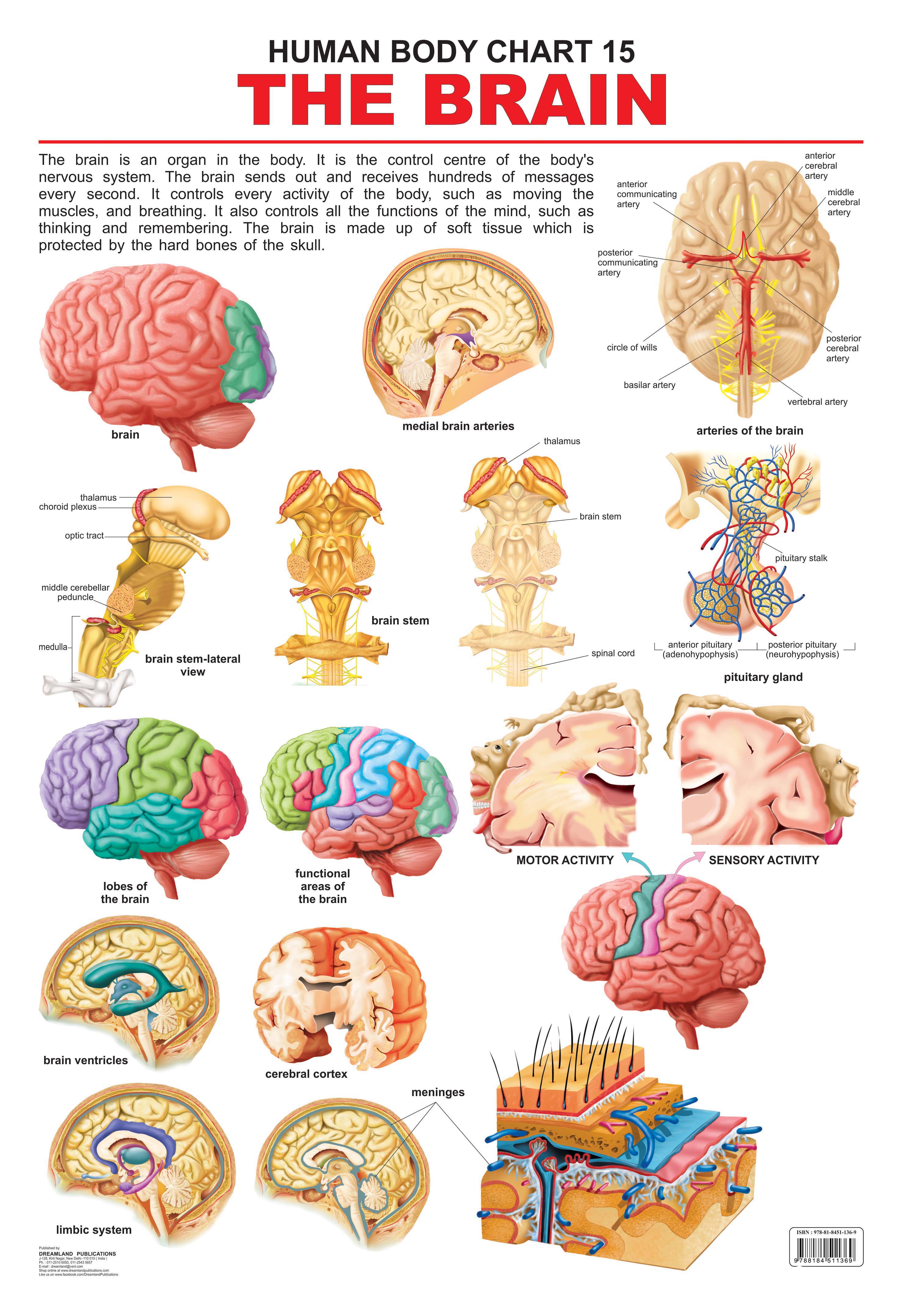 Dreamland Publications Educational Chart for Kids - The Brain - Mytrendzcart