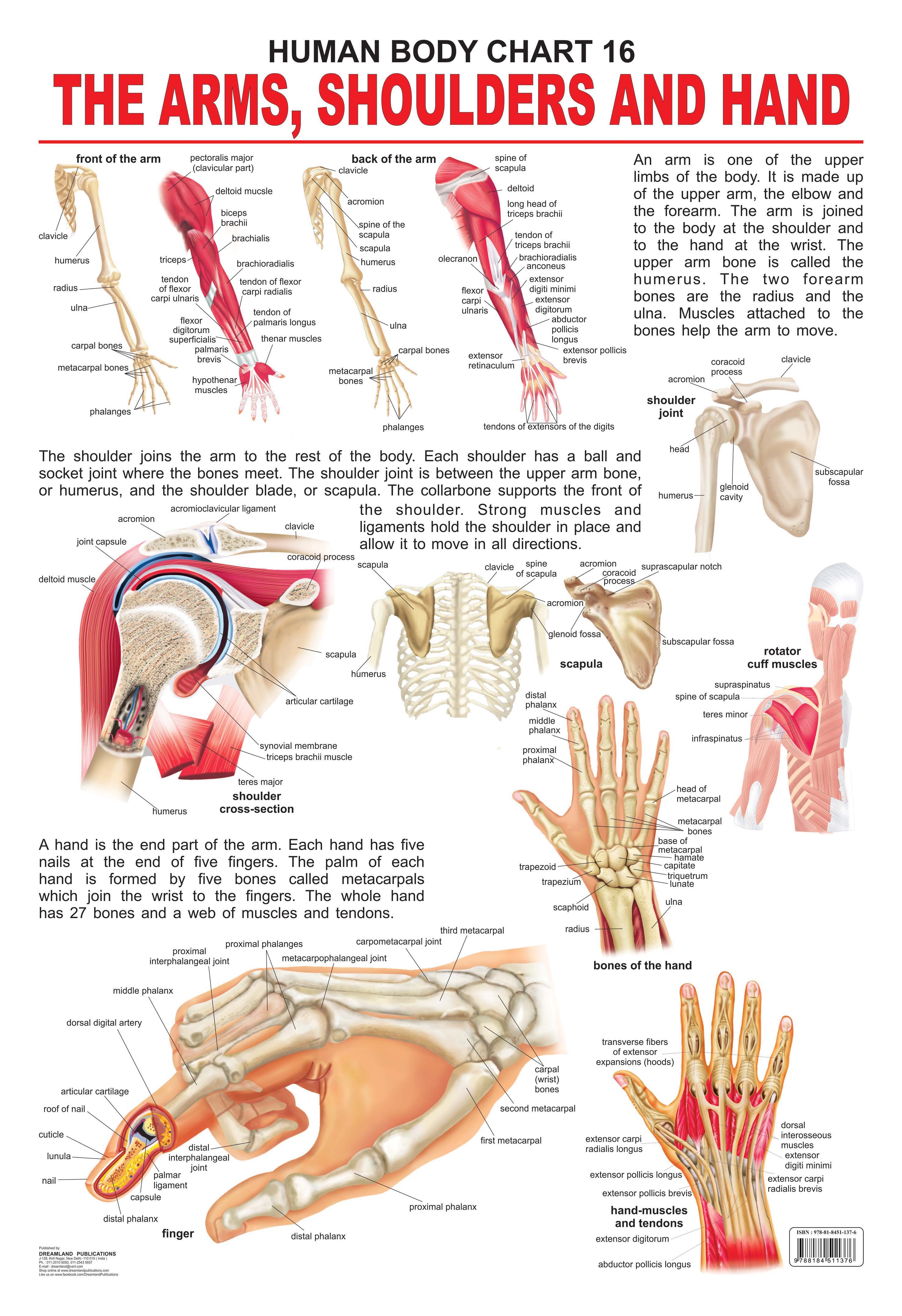 Dreamland Publications Educational Chart for Kids - The Shoulders, Arms & Hand - Mytrendzcart