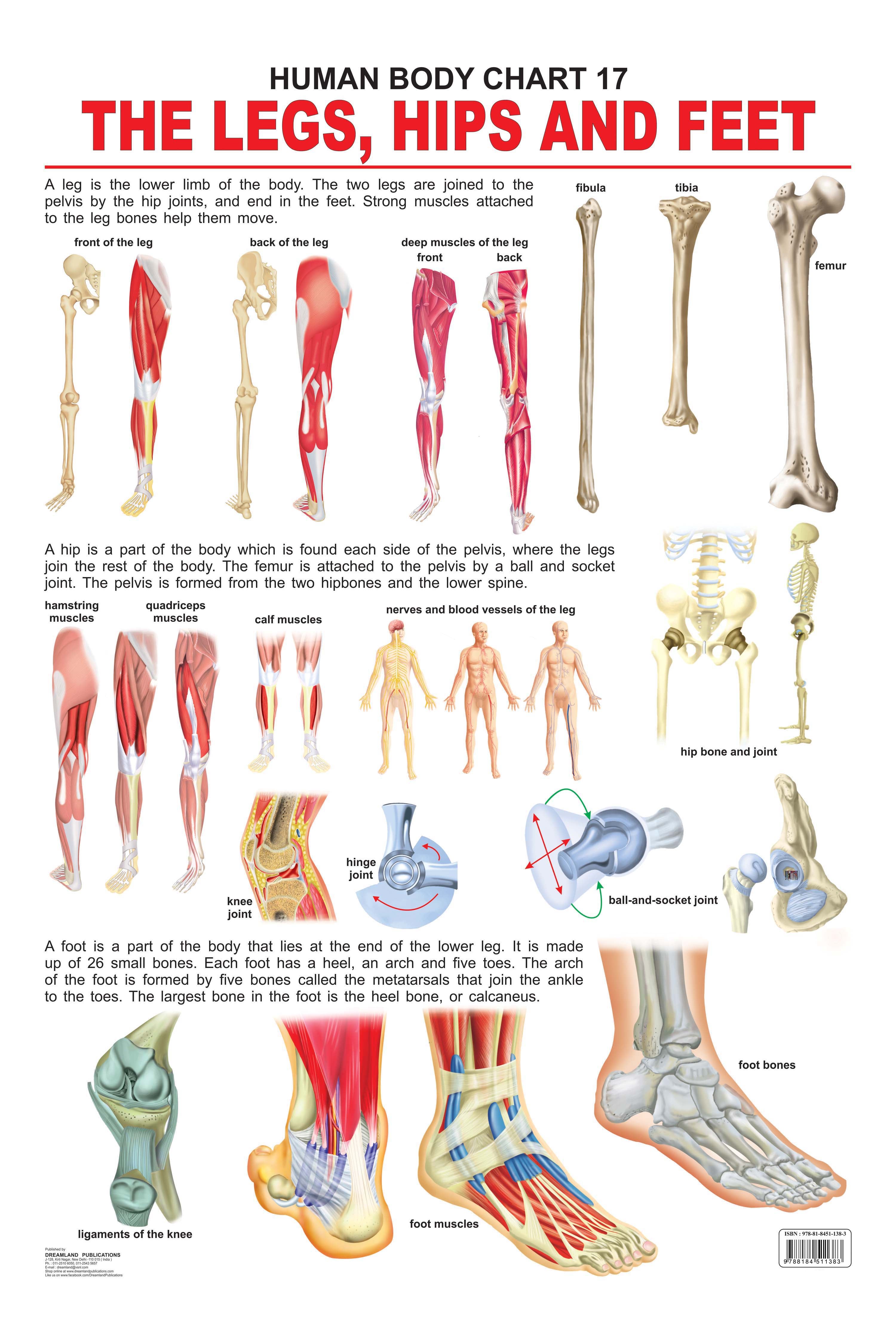 Dreamland Publications The Hips, Legs & Feet : Children Reference Educational Laminated Chart - Mytrendzcart