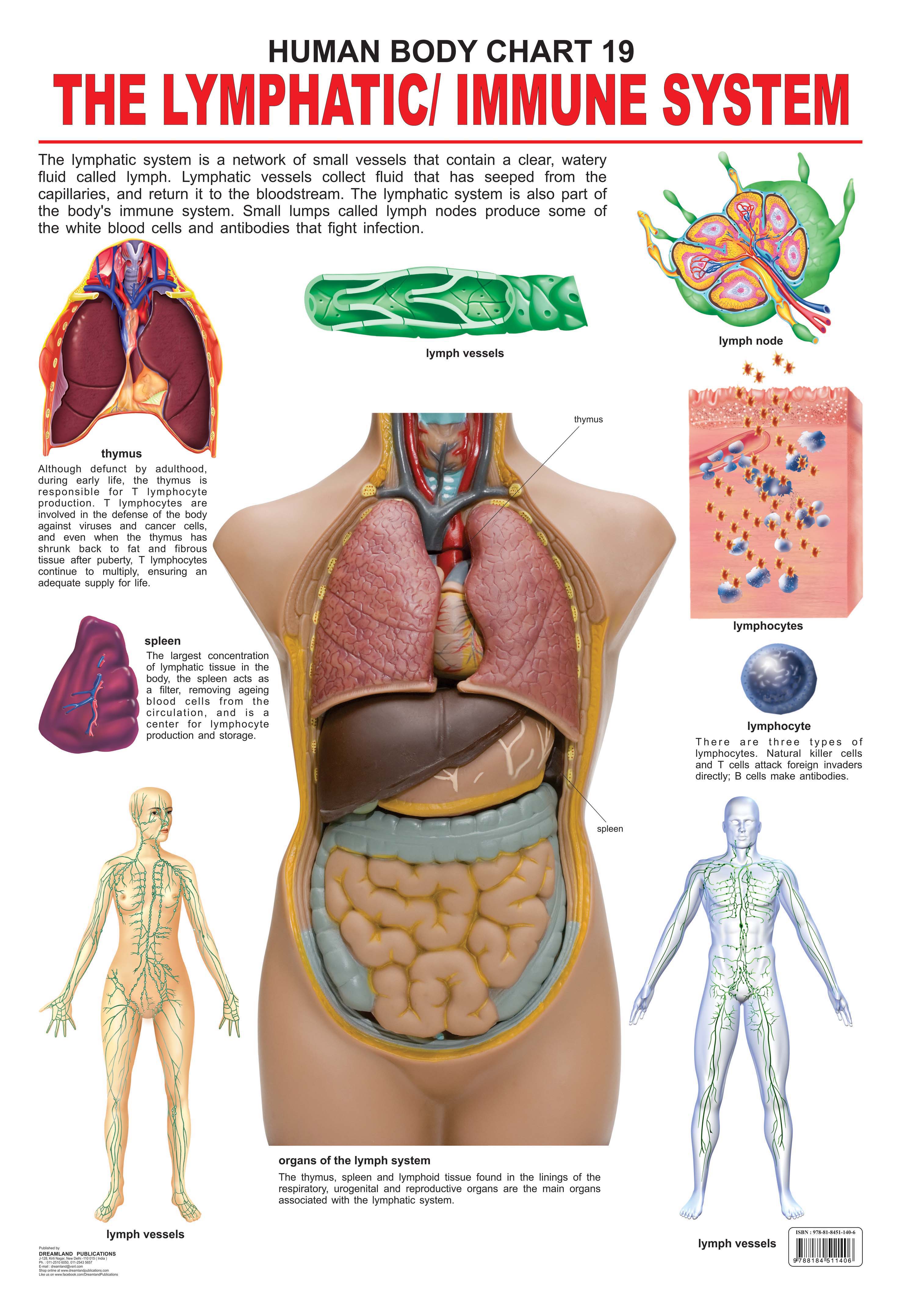 Dreamland Publications Educational Chart for Kids - The Lymphatic/Immune System - Mytrendzcart