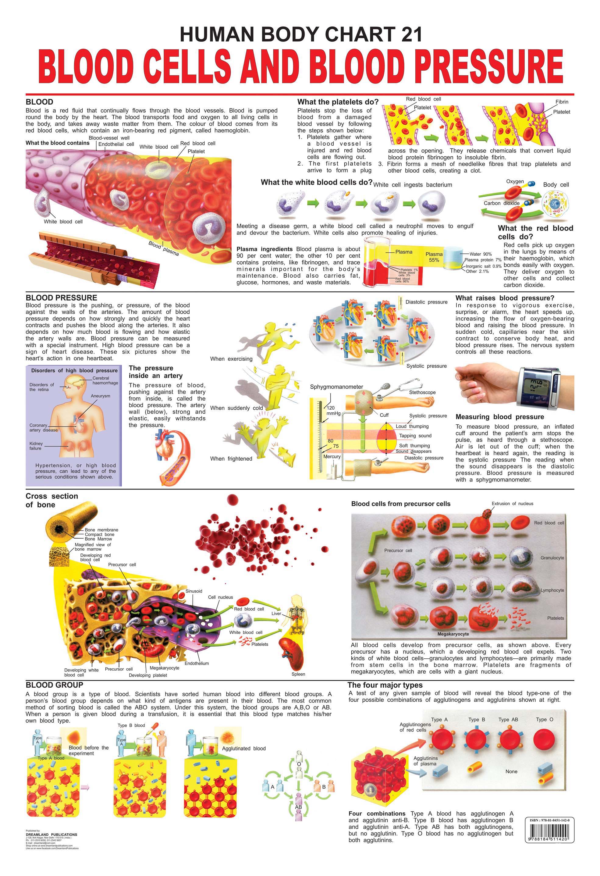 Dreamland Publications Educational Chart for Kids - The Blood Group, Cells & Pressure - Mytrendzcart