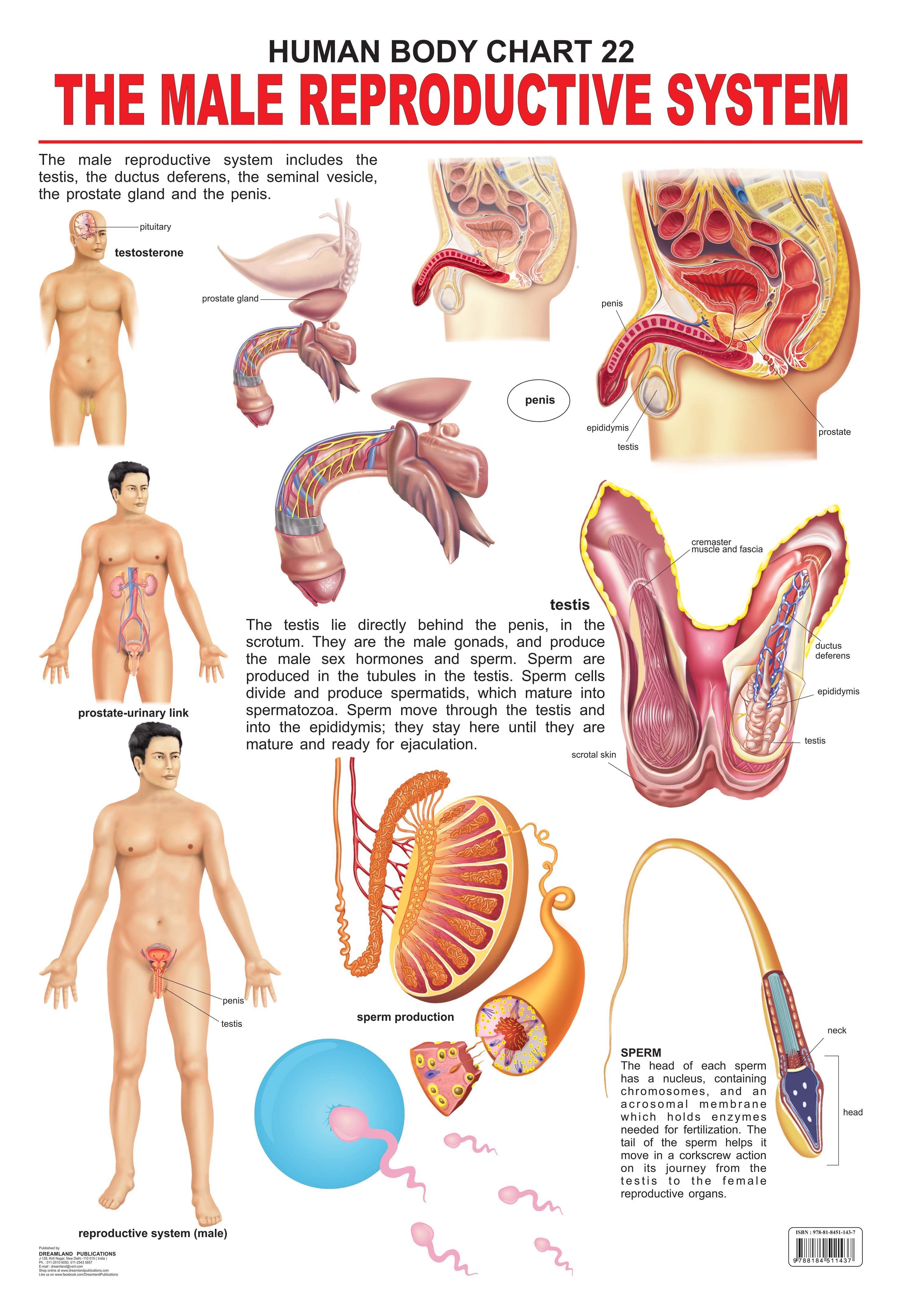 Dreamland Publications Educational Chart for Kids - The Male Reproductive System - Mytrendzcart