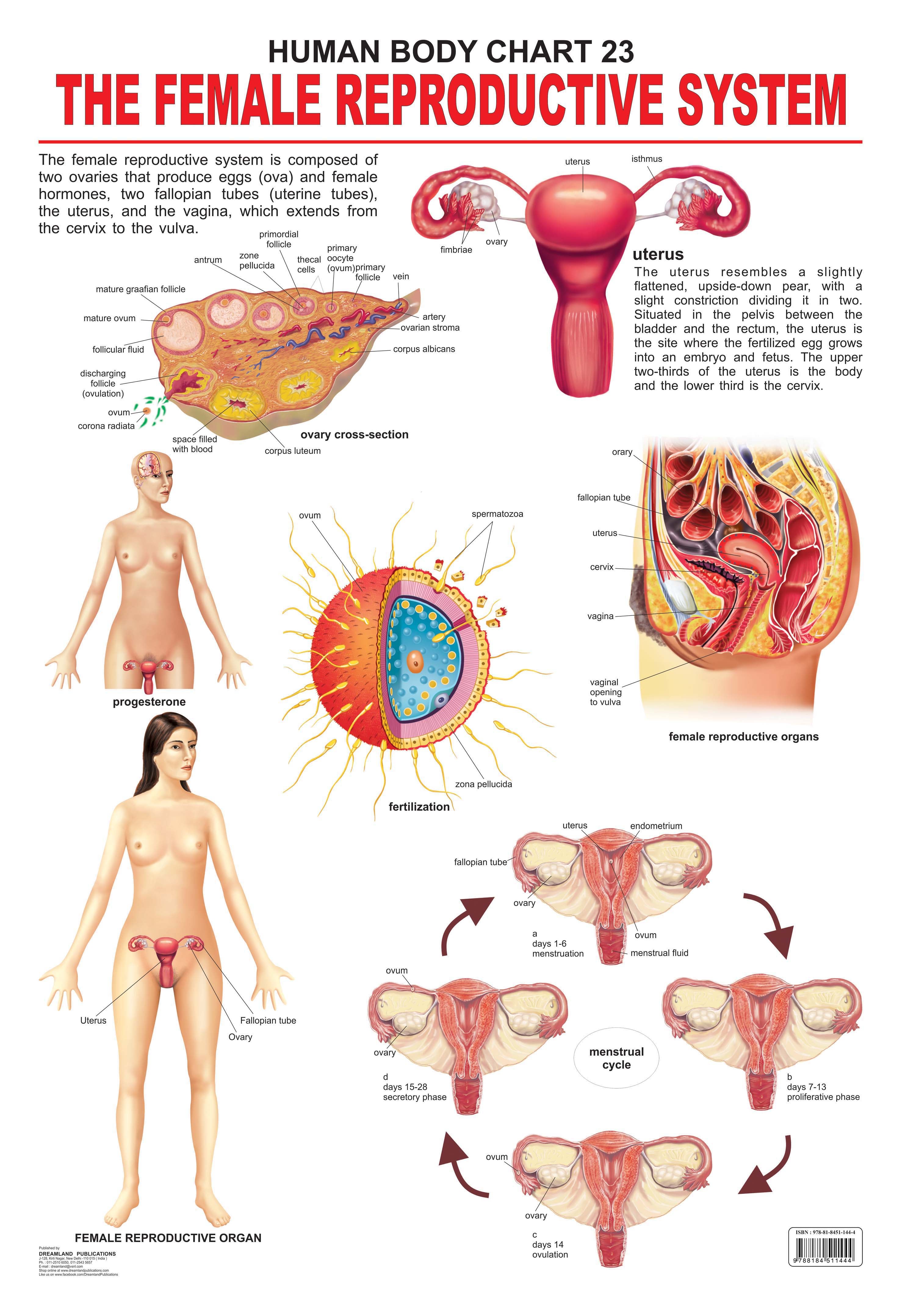 Dreamland Publications Educational Chart for Kids - The Female Reproductive System - Mytrendzcart