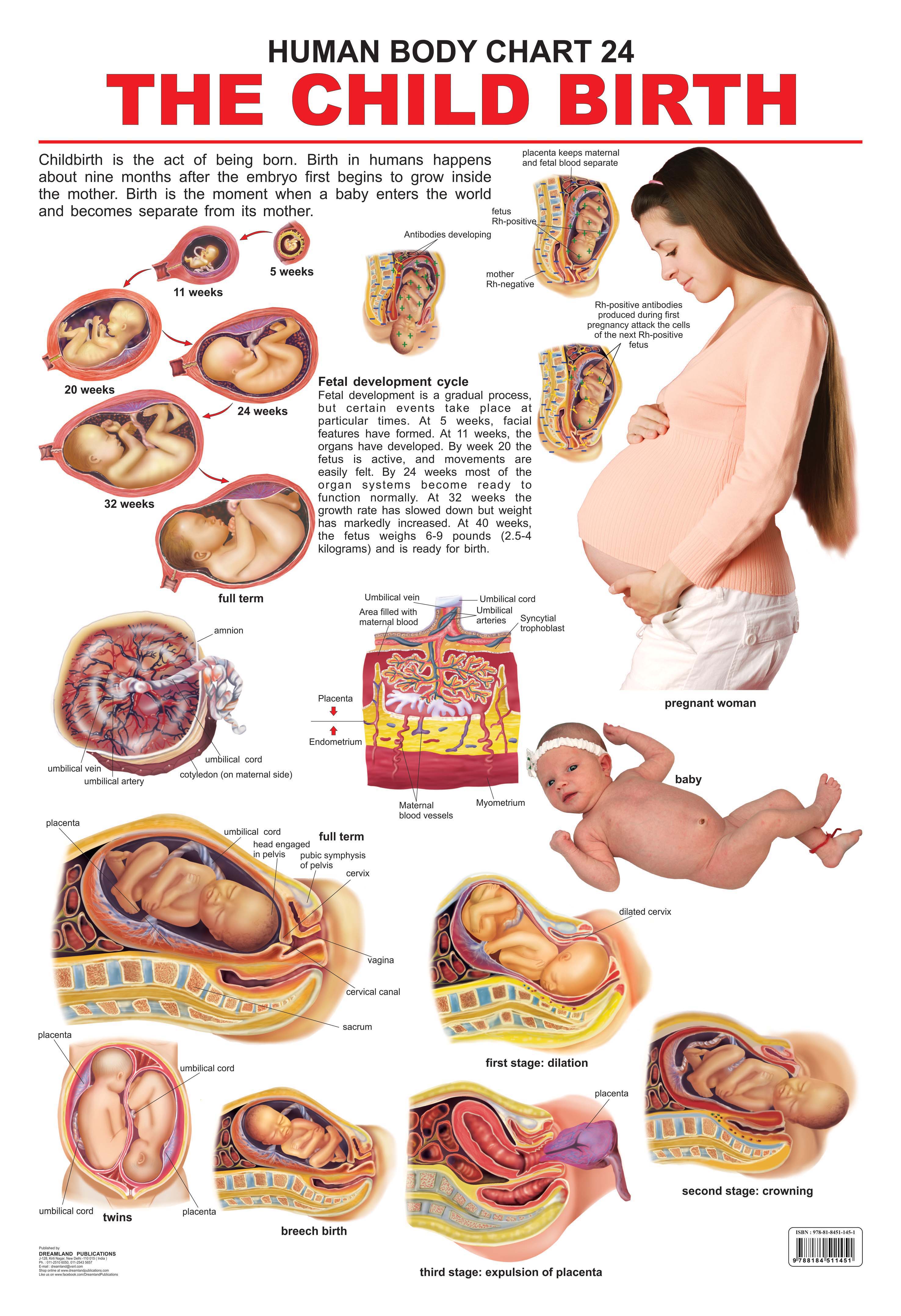 Dreamland Publications Educational Chart for Kids - The Child Birth - Mytrendzcart