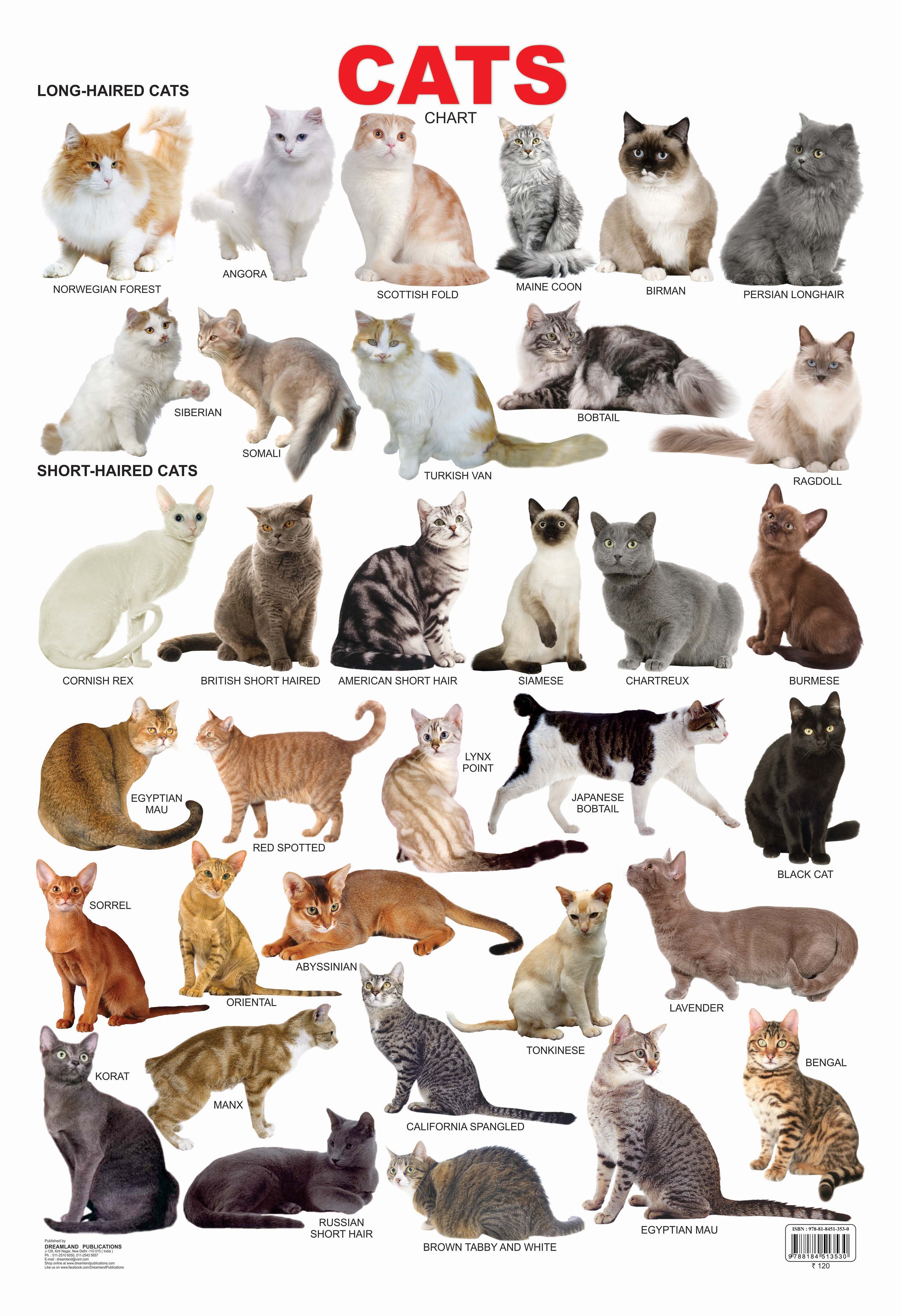 Dreamland Publications Cat Chart : Children Reference Educational Laminated Chart - Mytrendzcart