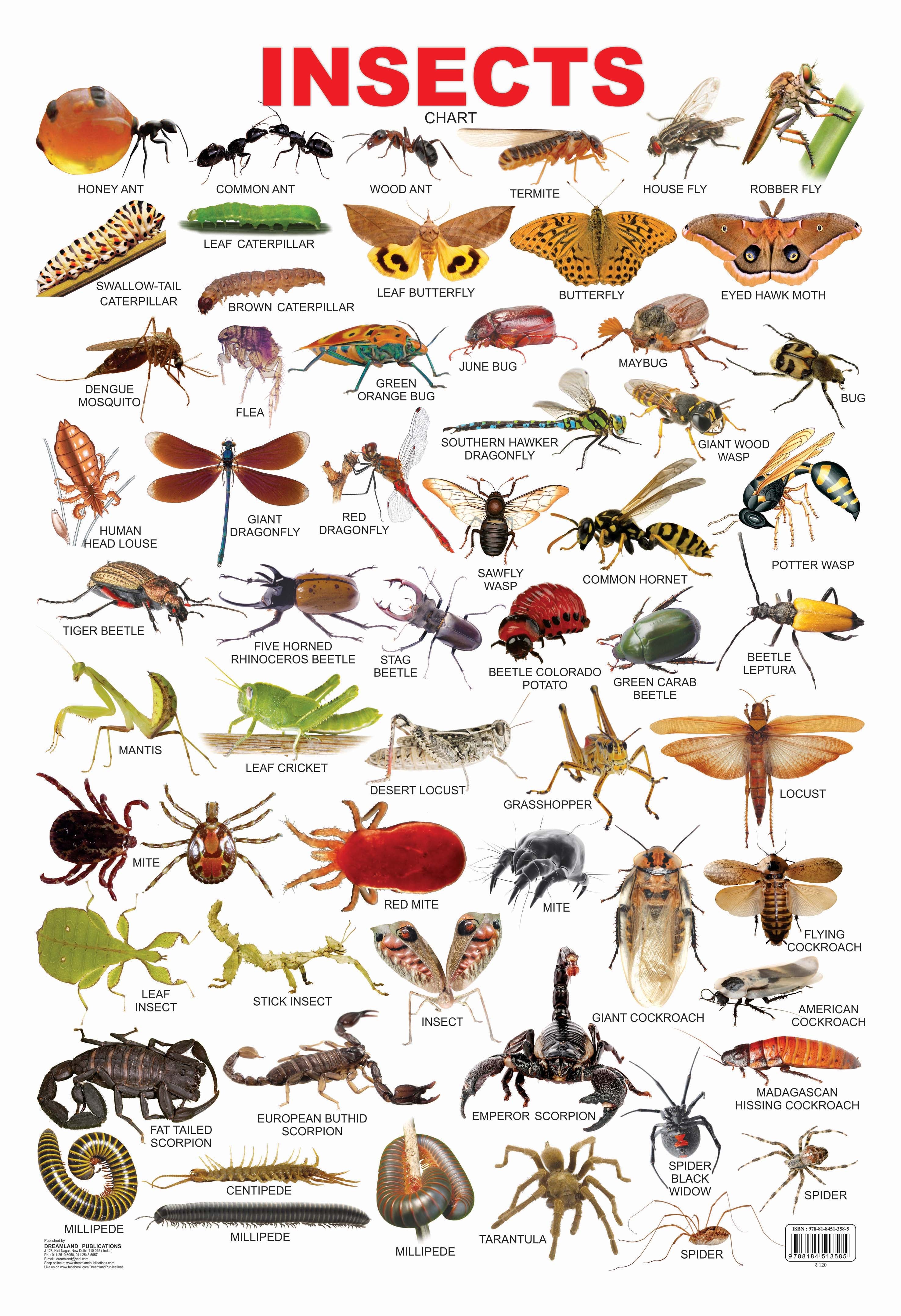 Dreamland Publications Educational Chart for Kids - Insect - Mytrendzcart