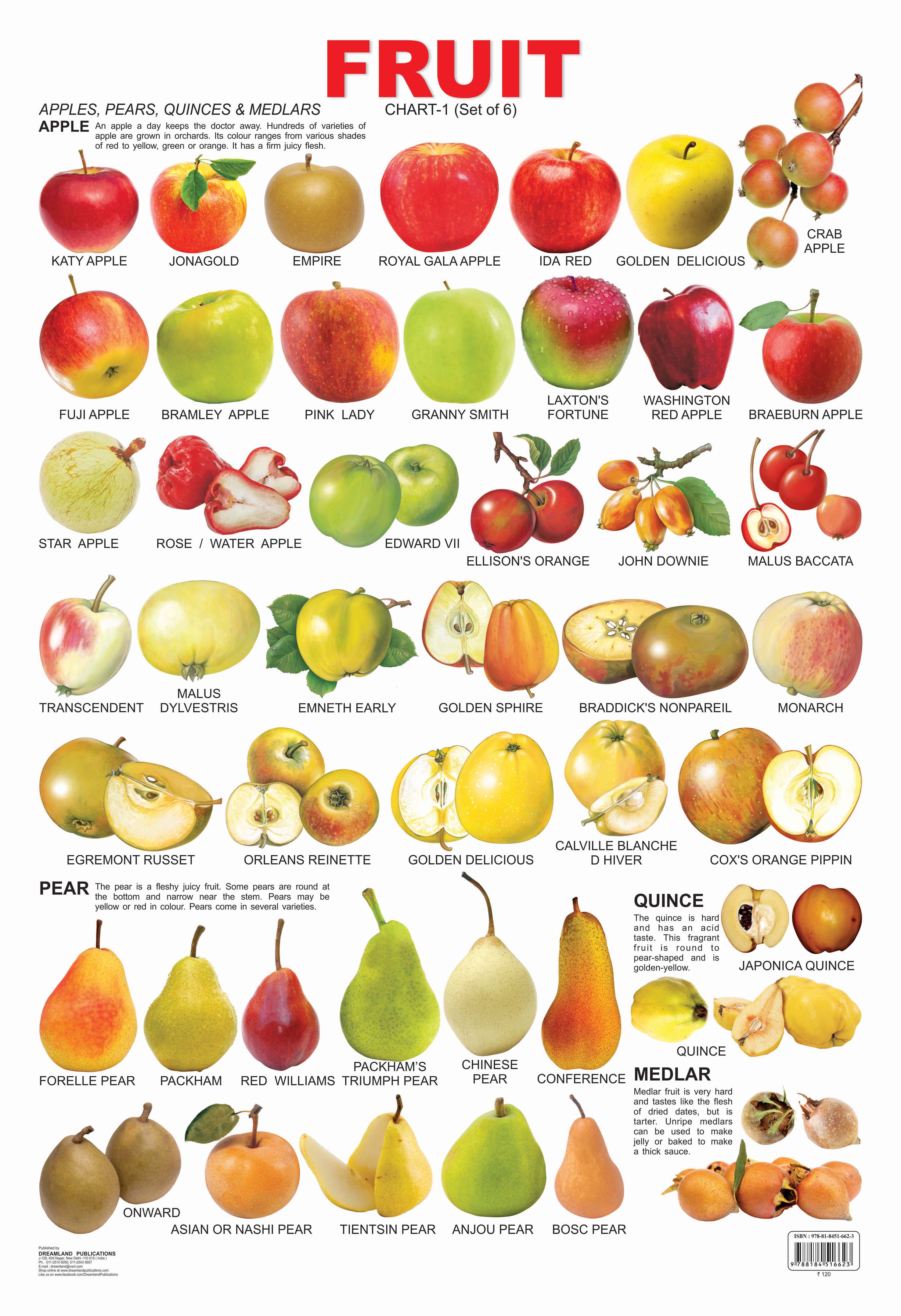 Dreamland Publications Educational Chart for Kids - Fruit Chart - 1 - Mytrendzcart