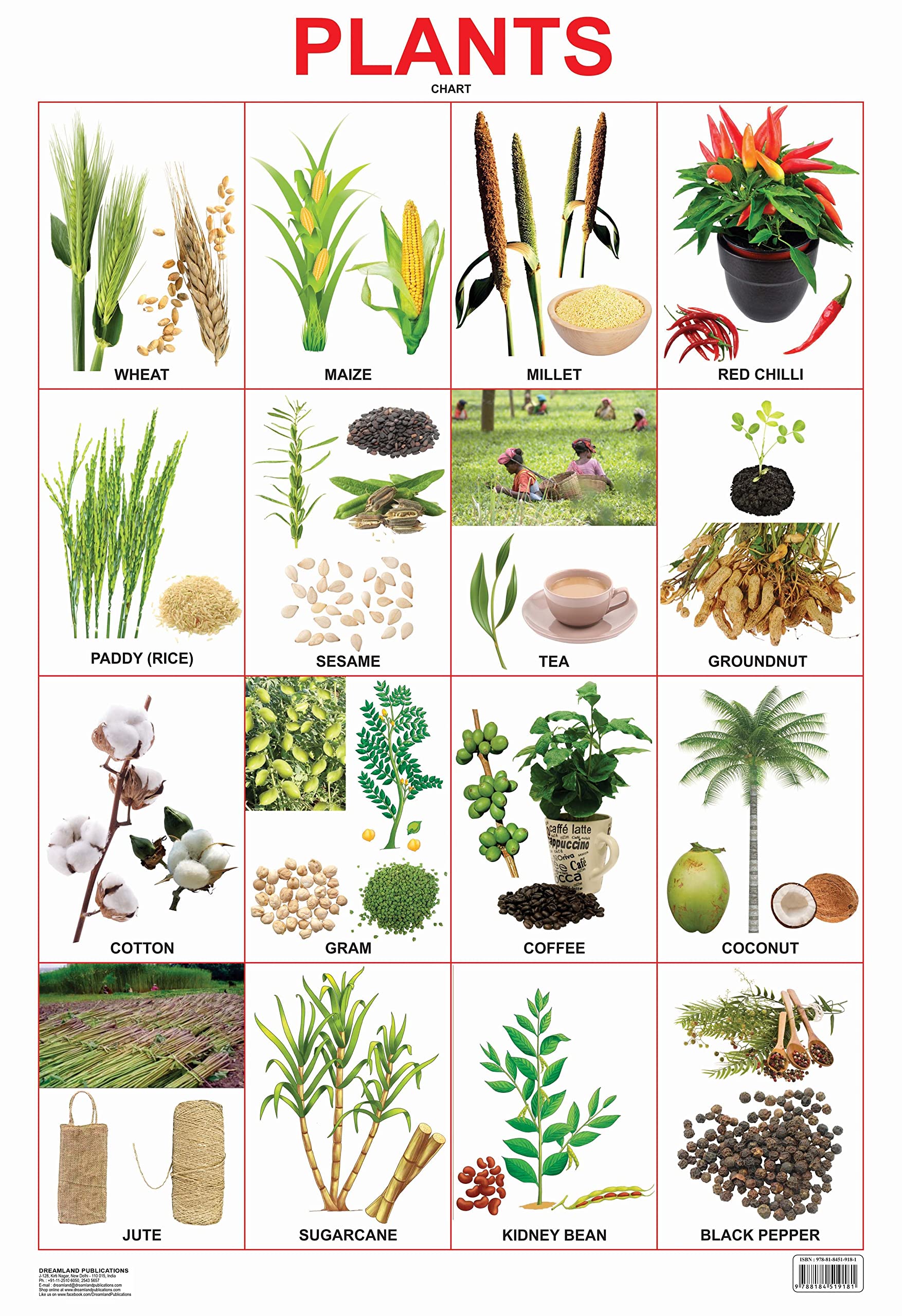 Dreamland Publications Plants Chart : Children Reference Educational Laminated Chart - Mytrendzcart