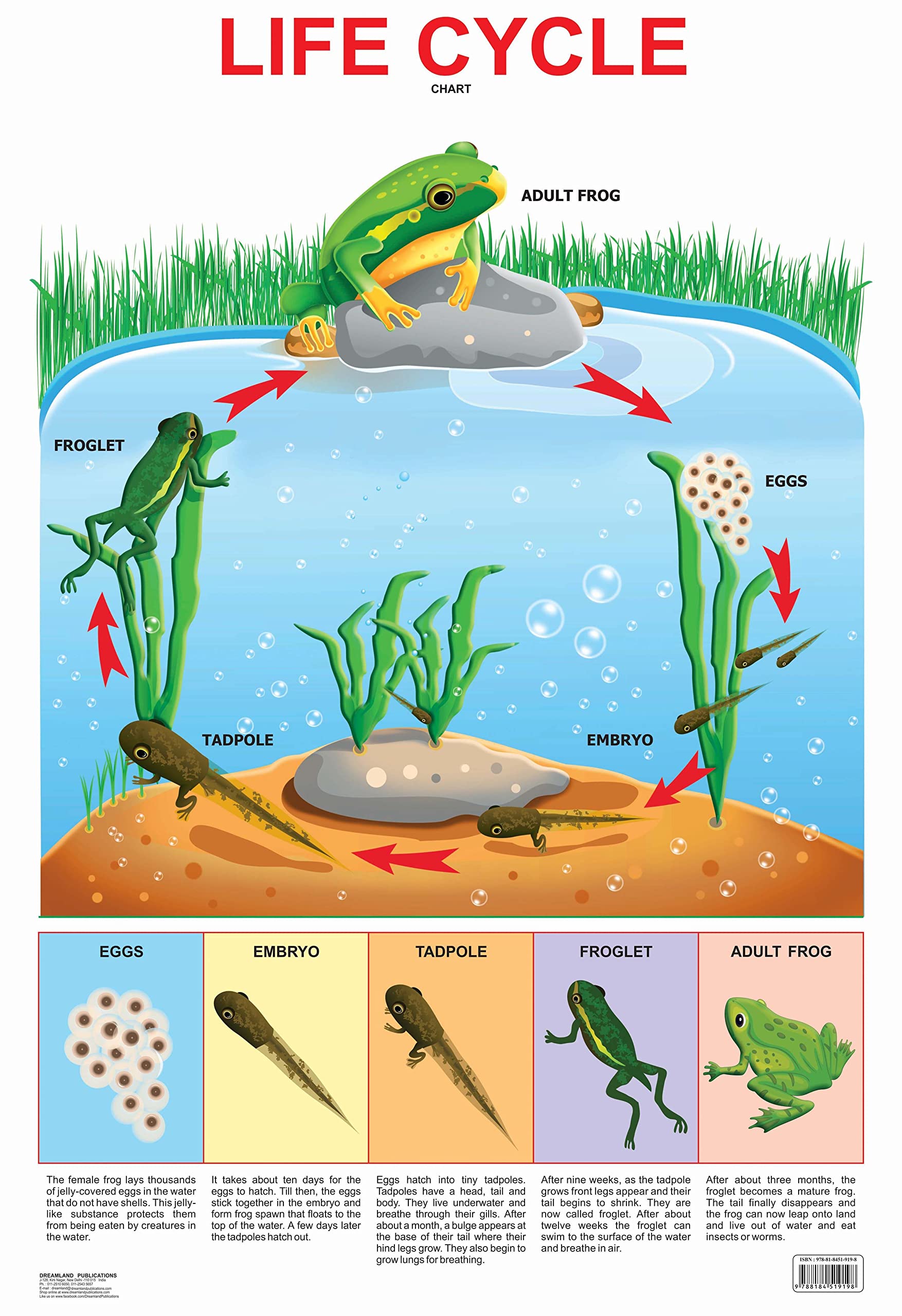 Dreamland Publications Educational Chart for Kids - Life Cycle Chart - Mytrendzcart