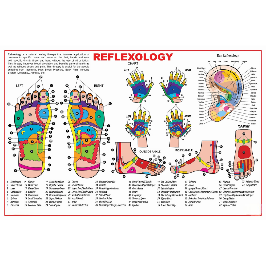 Dreamland Publications Educational Chart for Kids - Reflexology - Mytrendzcart