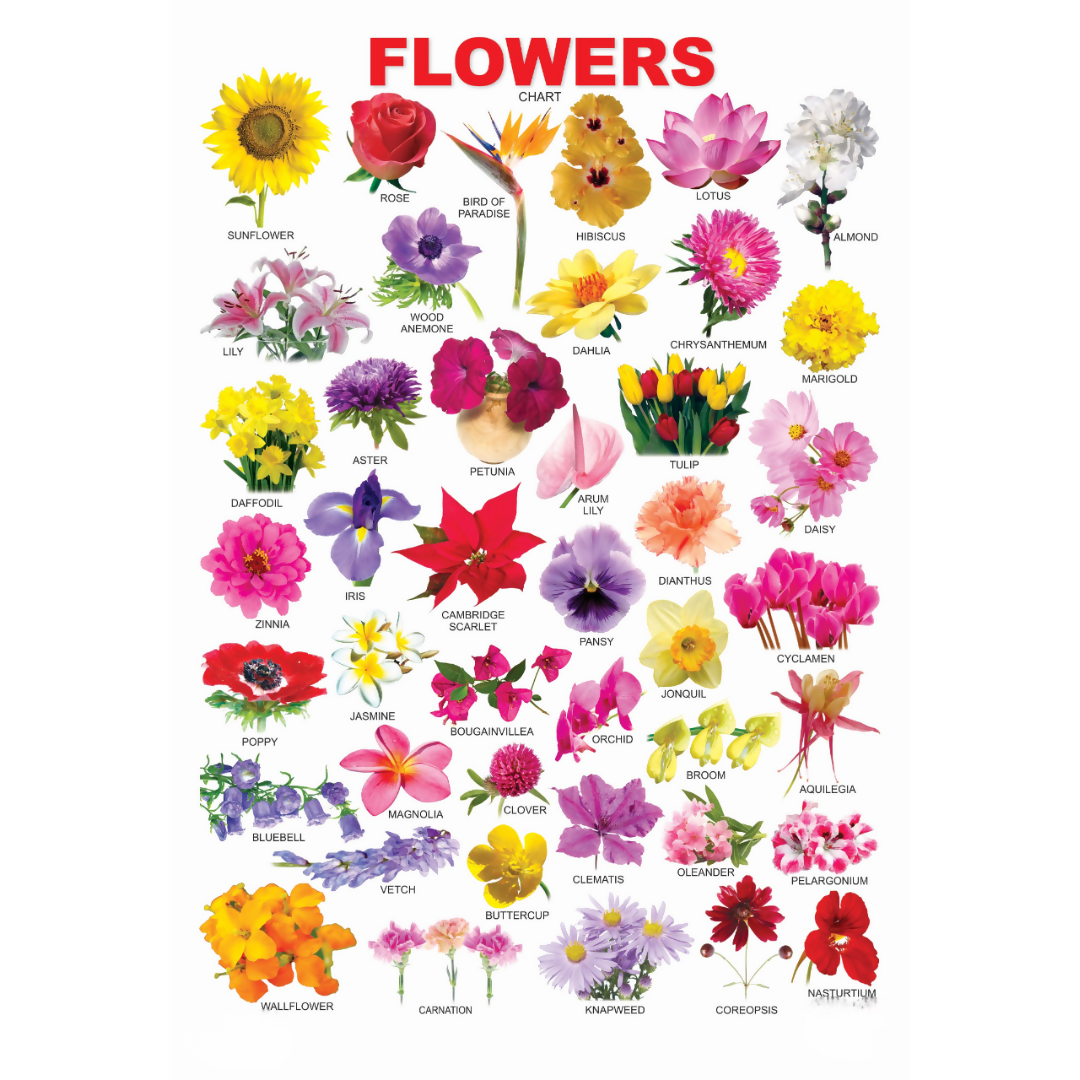 Dreamland Publications Educational Chart for Kids - Flower - Mytrendzcart