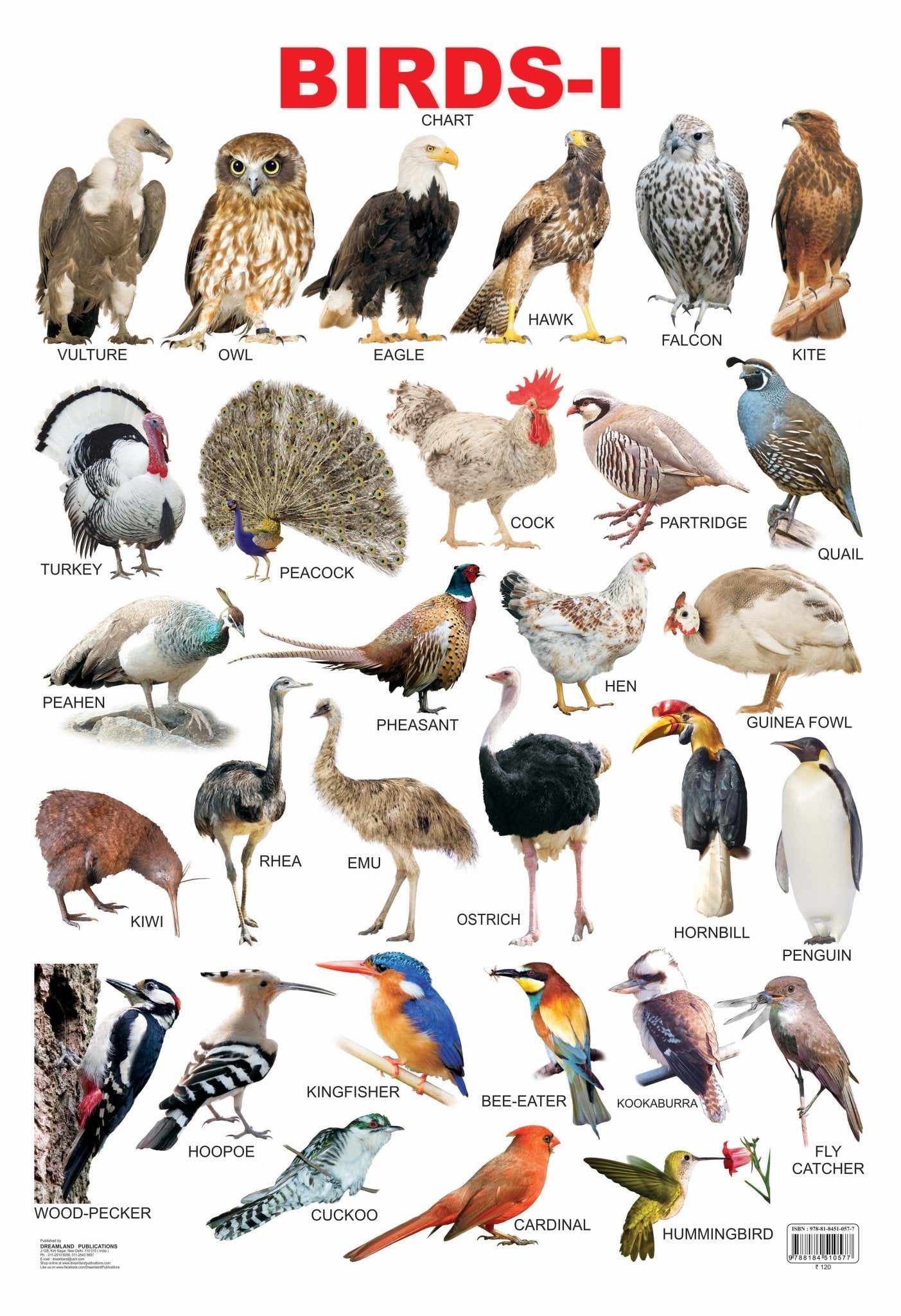 Dreamland Publications Educational Chart for Kids - Birds - 1 - Mytrendzcart