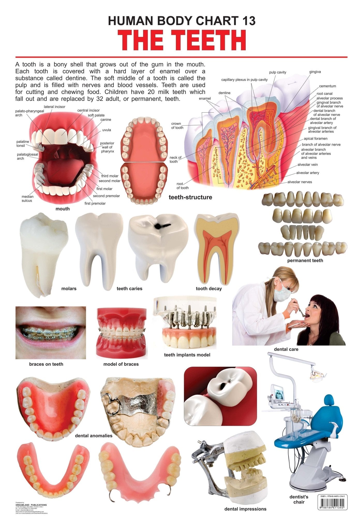 Dreamland Publications Educational Chart for Kids - The Teeth - Mytrendzcart