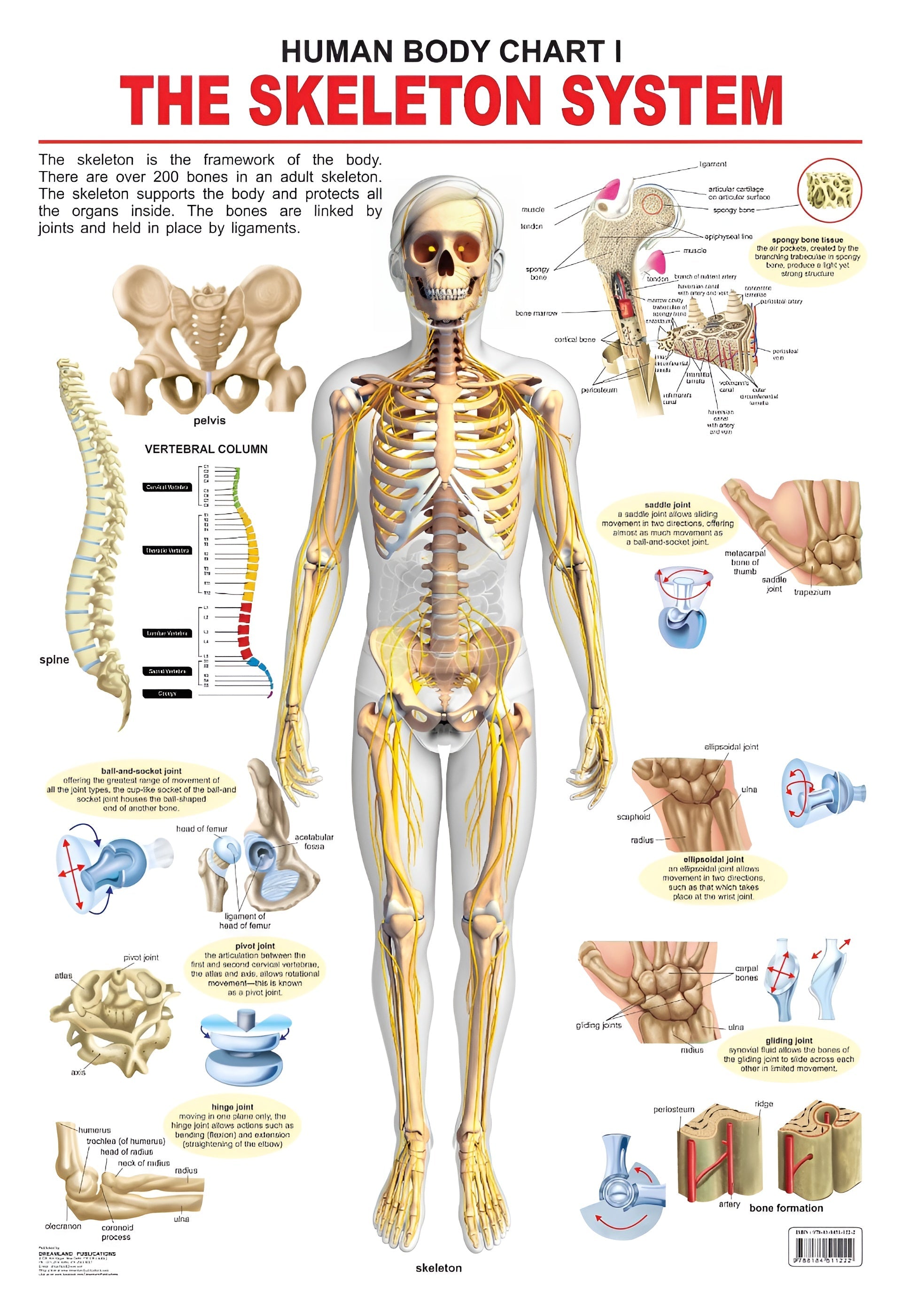 Dreamland Publications Educational Chart for Kids - The Skeletal System - Mytrendzcart